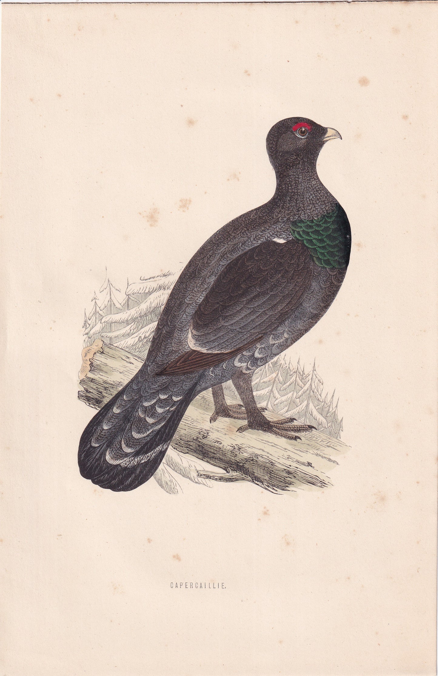 Capercaillie - original 1870 hand coloured antique bird print by Alexander Francis Lydon, engraved by Benjamin Fawcett