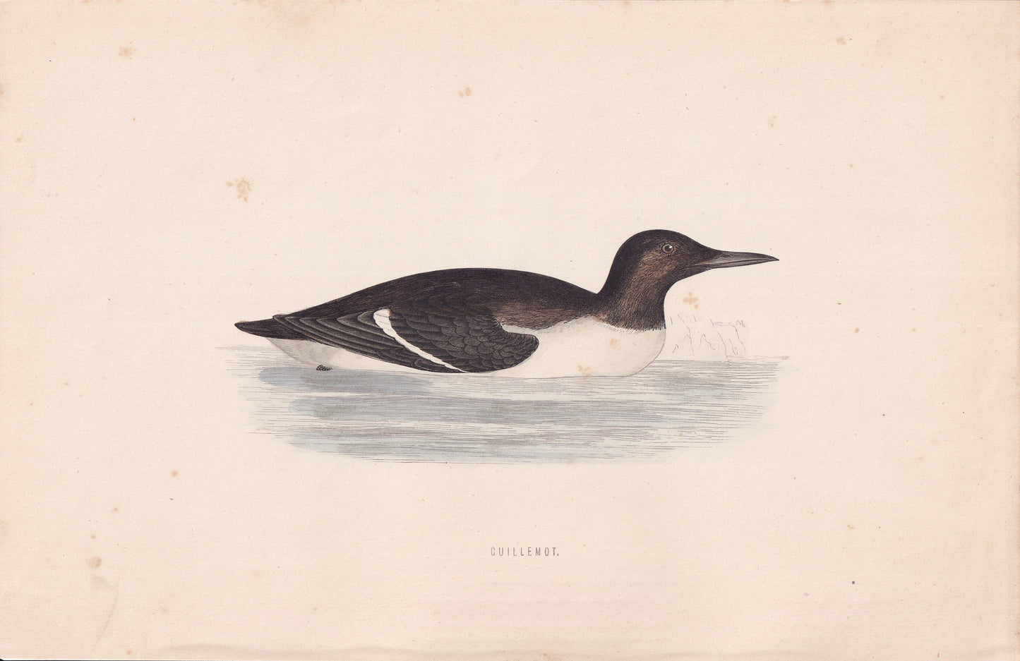 Guillemot - original 1870 hand coloured antique bird print by Alexander Francis Lydon, engraved by Benjamin Fawcett