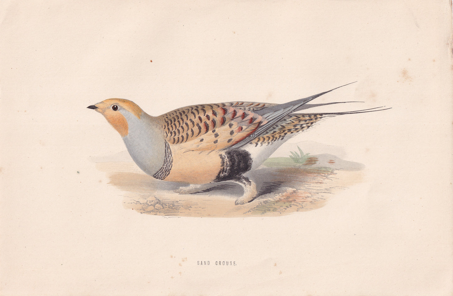 Sand Grouse - original 1870 hand coloured antique bird print by Alexander Francis Lydon, engraved by Benjamin Fawcett