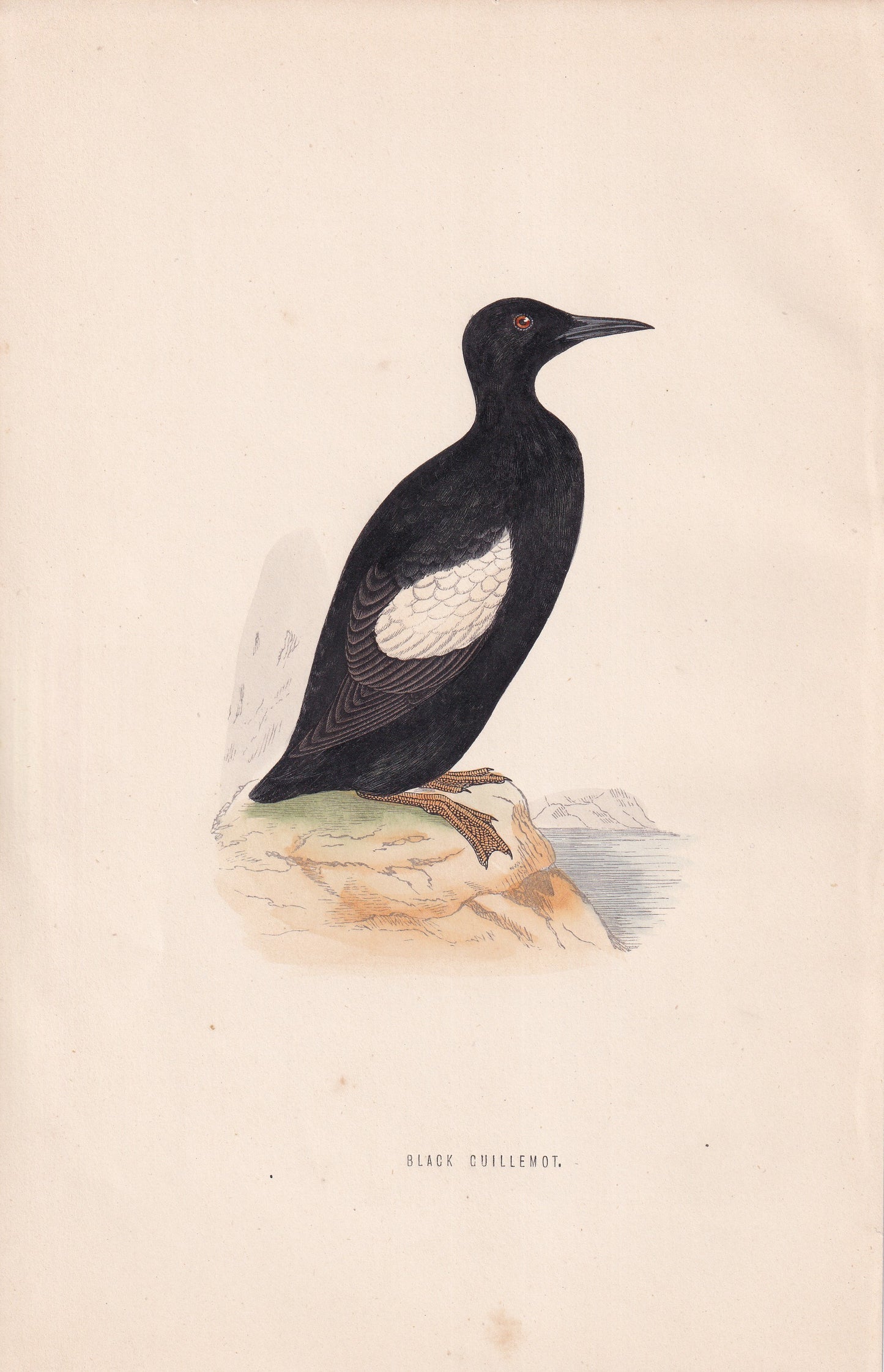 Black Guillemot - original 1870 hand coloured antique bird print by Alexander Francis Lydon, engraved by Benjamin Fawcett