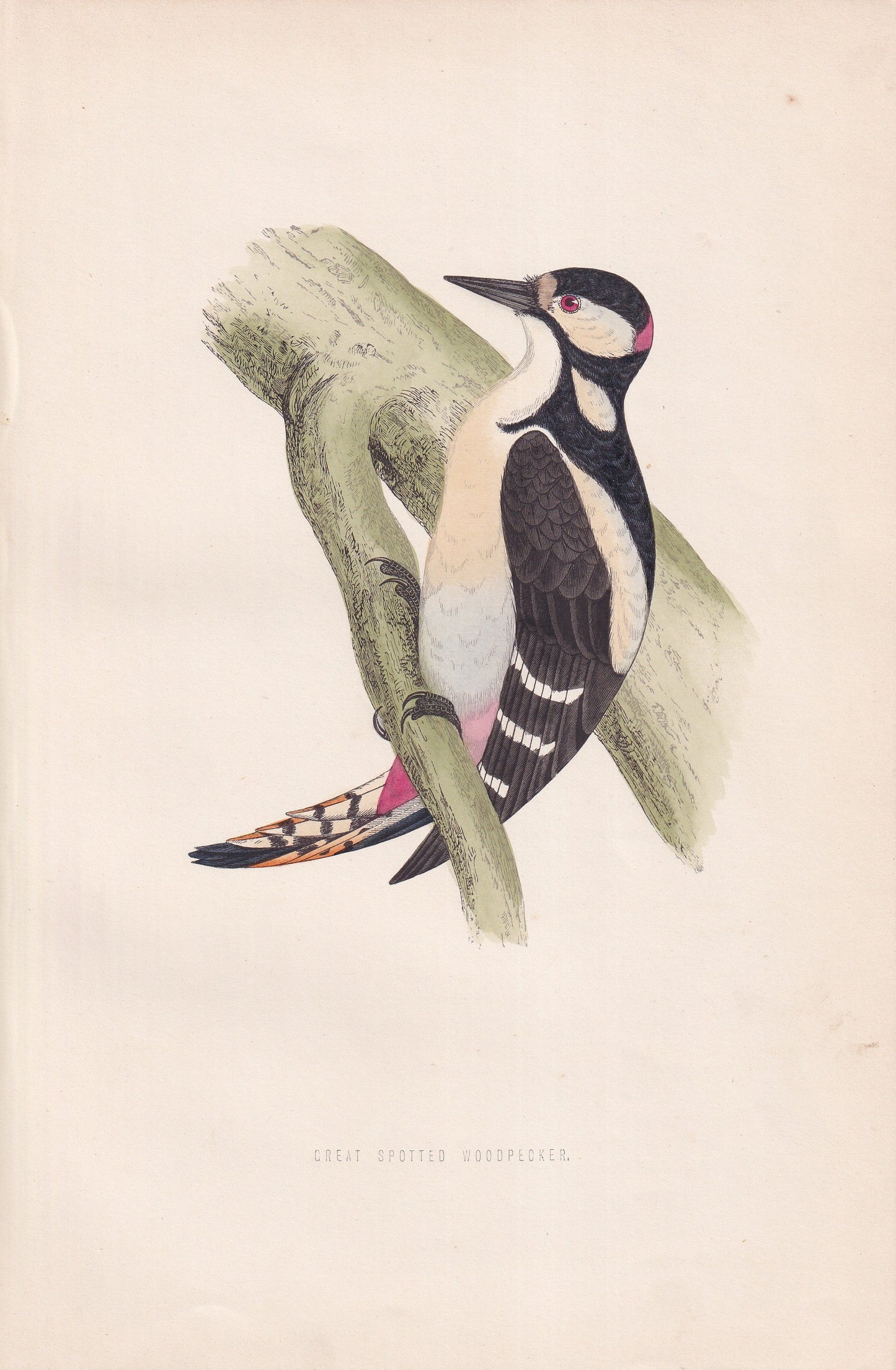 Great Spotted Woodpecker - original 1870 hand coloured antique bird print by Alexander Francis Lydon, engraved by Benjamin Fawcett