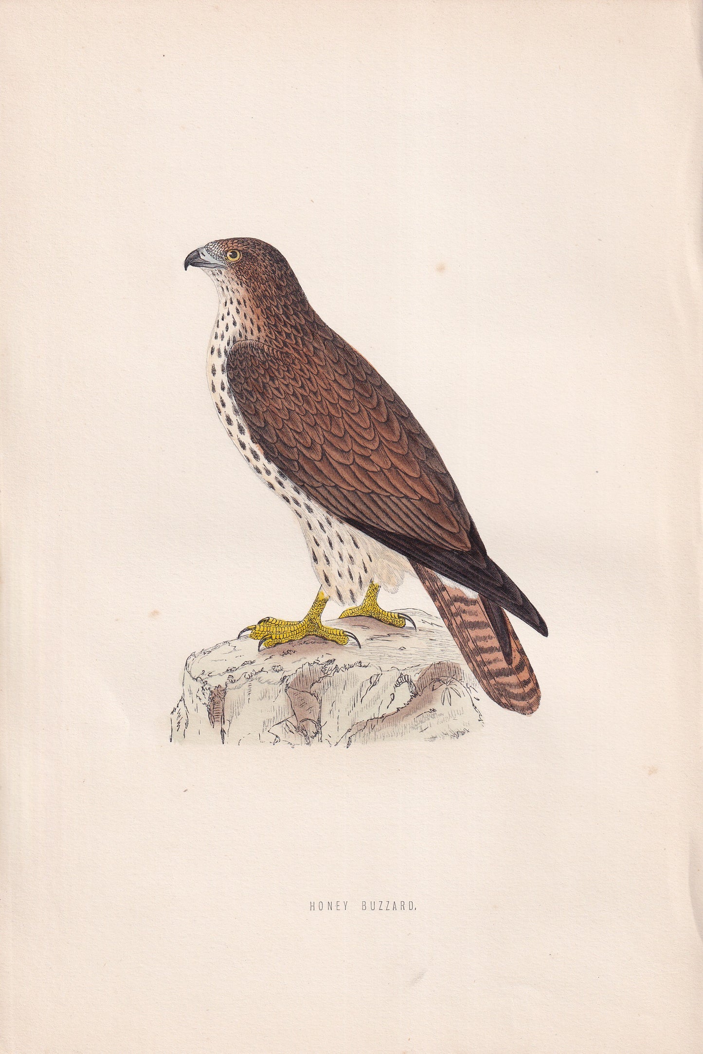 Honey Buzzard - original 1870 hand coloured antique bird print by Alexander Francis Lydon, engraved by Benjamin Fawcett