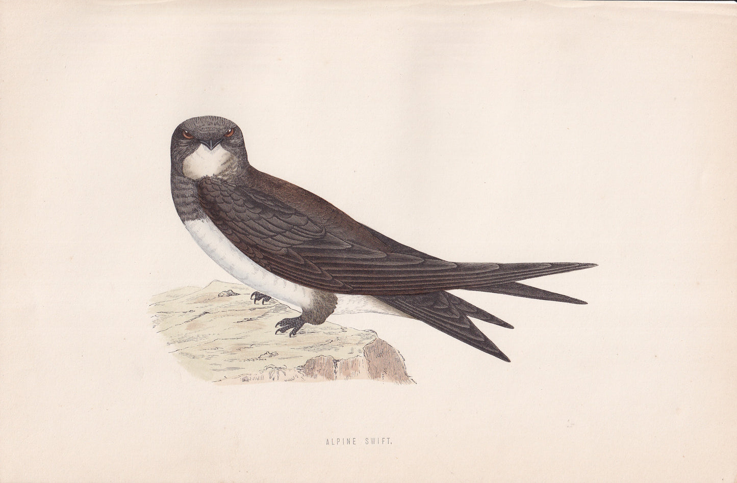 Alpine Swift - original 1870 hand coloured antique bird print by Alexander Francis Lydon, engraved by Benjamin Fawcett