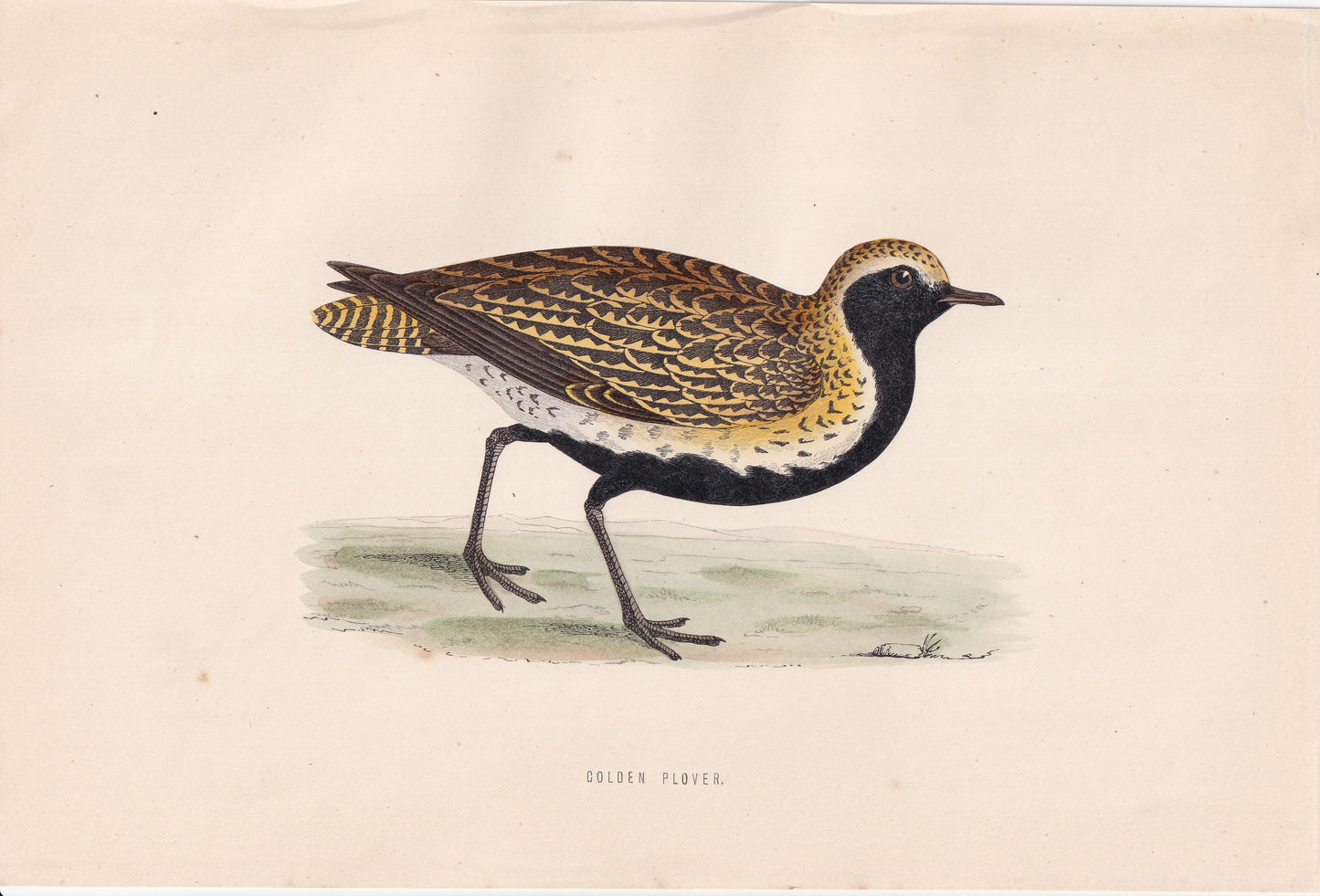Golden Plover - original 1870 hand coloured antique bird print by Alexander Francis Lydon, engraved by Benjamin Fawcett
