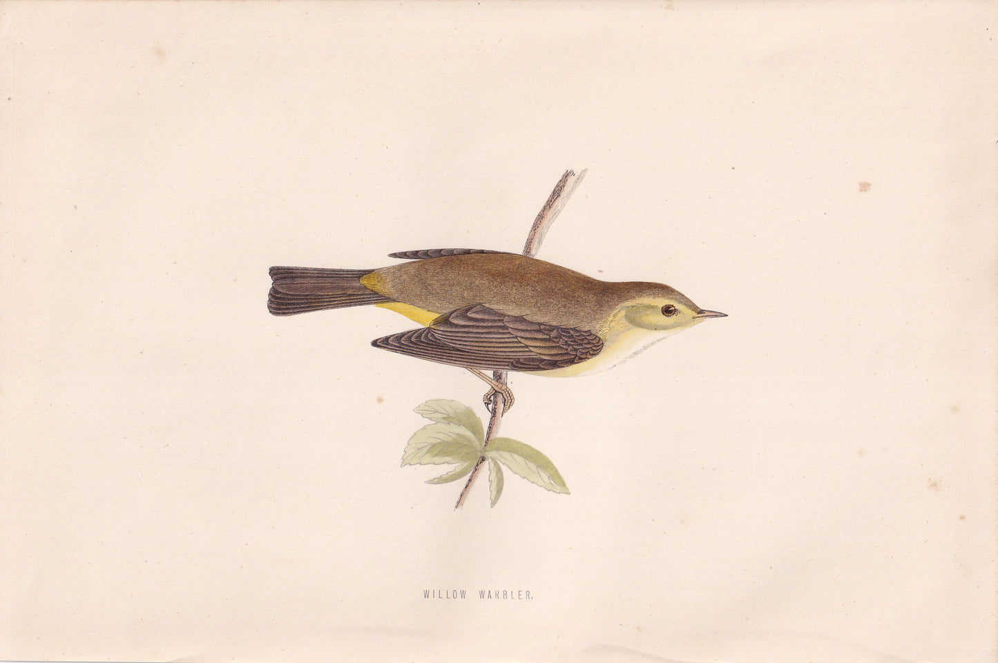 Willow Warbler - original 1870 hand coloured antique bird print by Alexander Francis Lydon, engraved by Benjamin Fawcett
