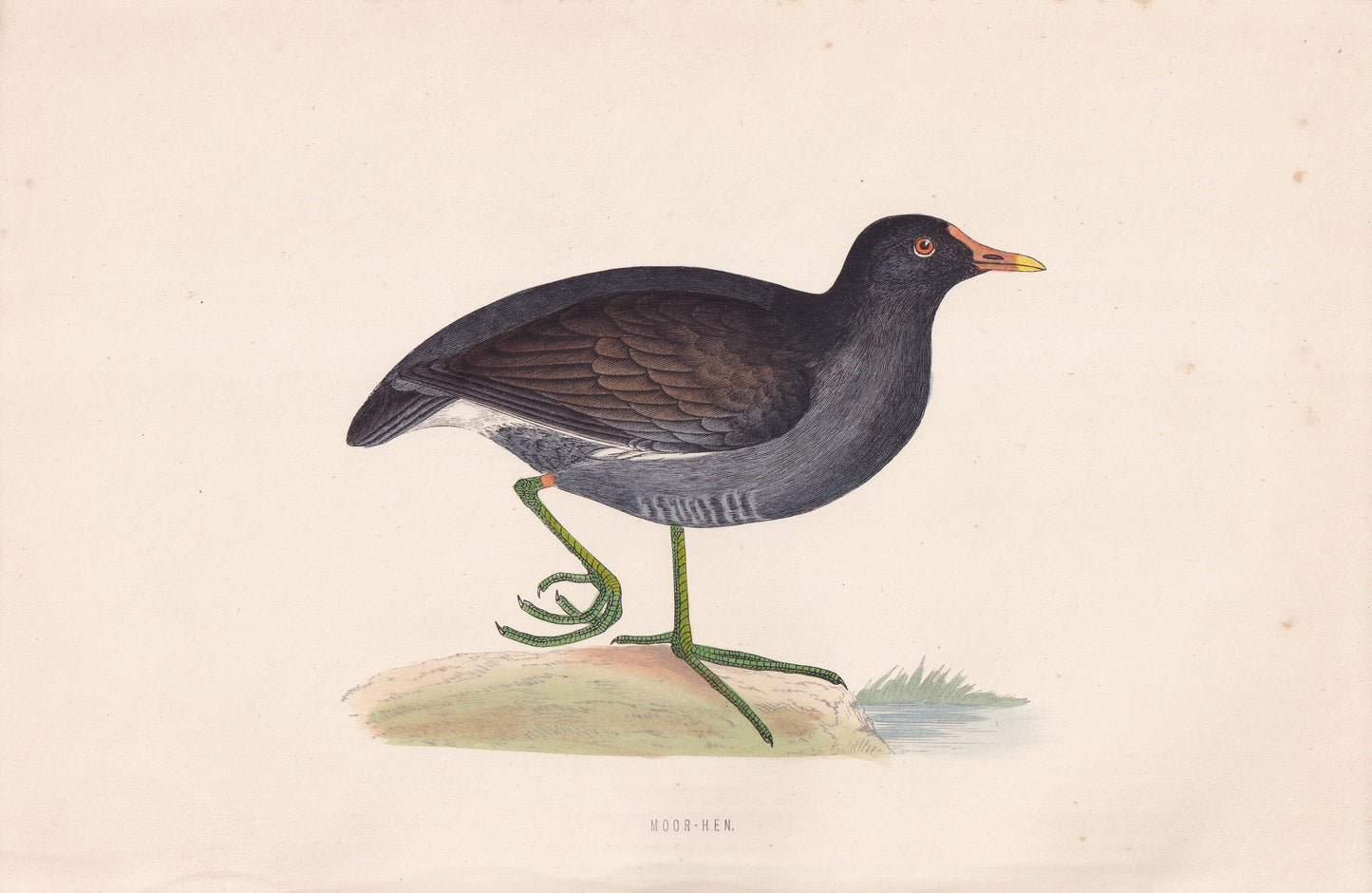 Moor-Hen - original 1870 hand coloured antique bird print by Alexander Francis Lydon, engraved by Benjamin Fawcett