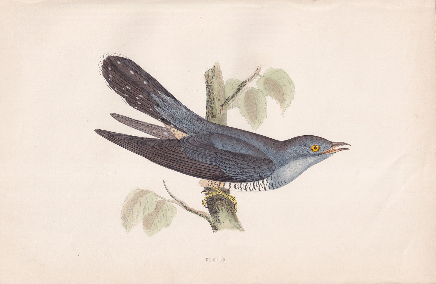 Cuckoo - original 1870 hand coloured antique bird print by Alexander Francis Lydon, engraved by Benjamin Fawcett