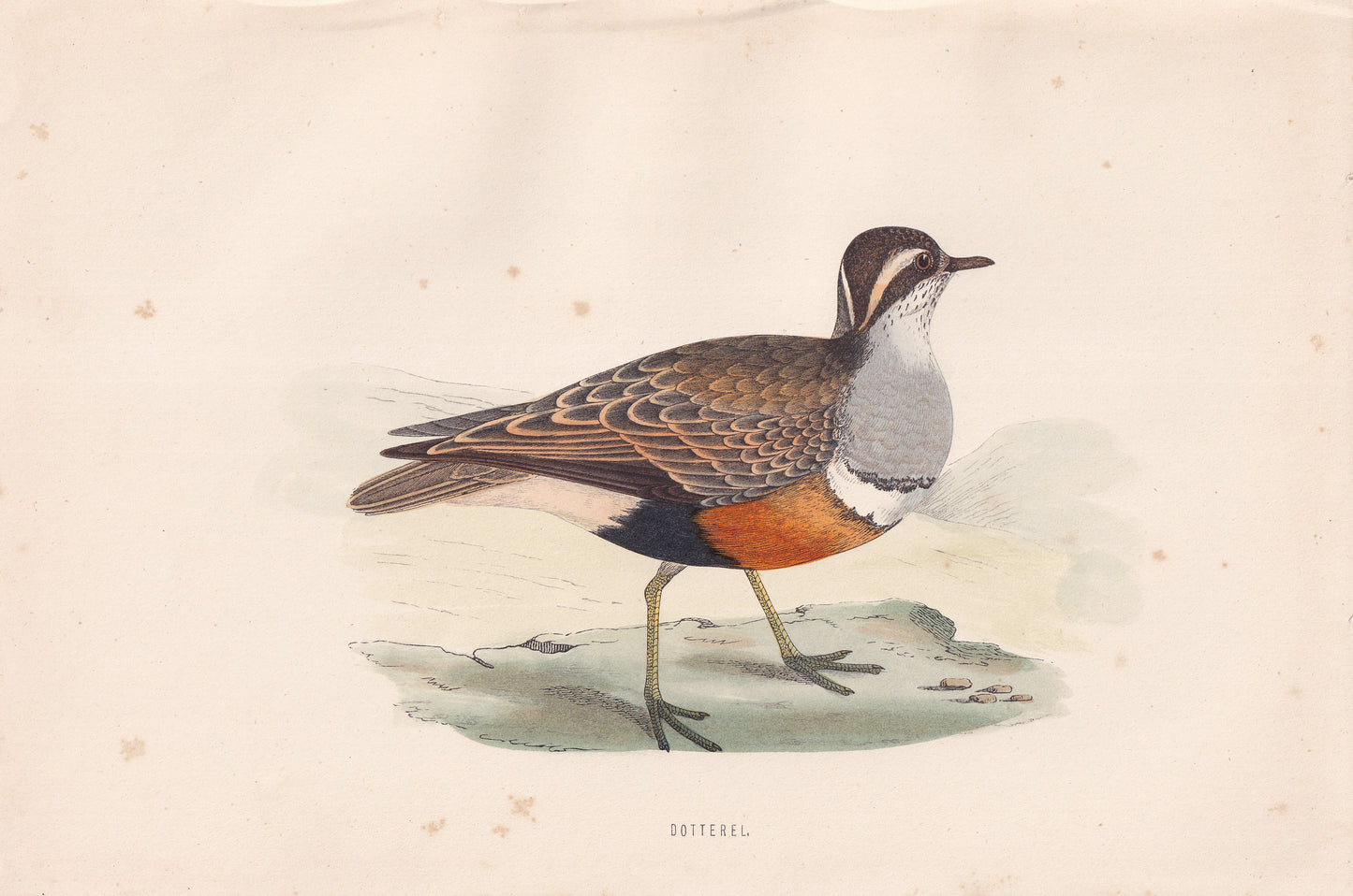 Dotterel - original 1870 hand coloured antique bird print by Alexander Francis Lydon, engraved by Benjamin Fawcett