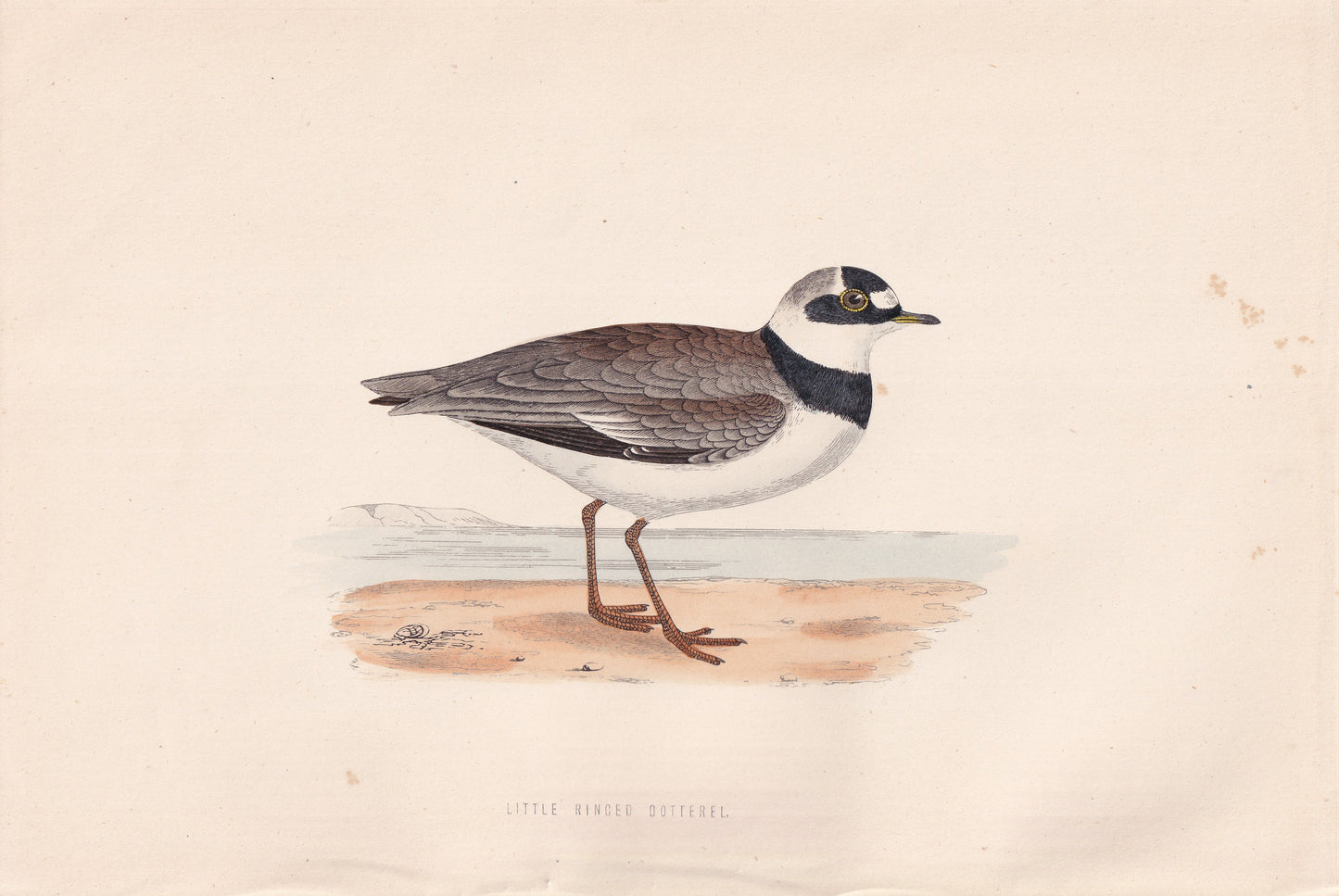 Little Ringed Dotterel - original 1870 hand coloured antique bird print by Alexander Francis Lydon, engraved by Benjamin Fawcett