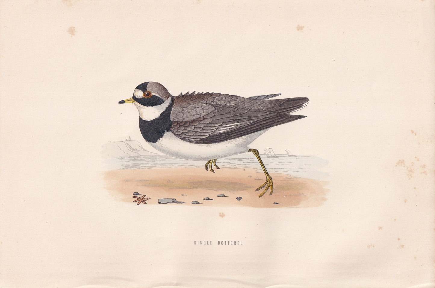 Ringed Dotterel - original 1870 hand coloured antique bird print by Alexander Francis Lydon, engraved by Benjamin Fawcett