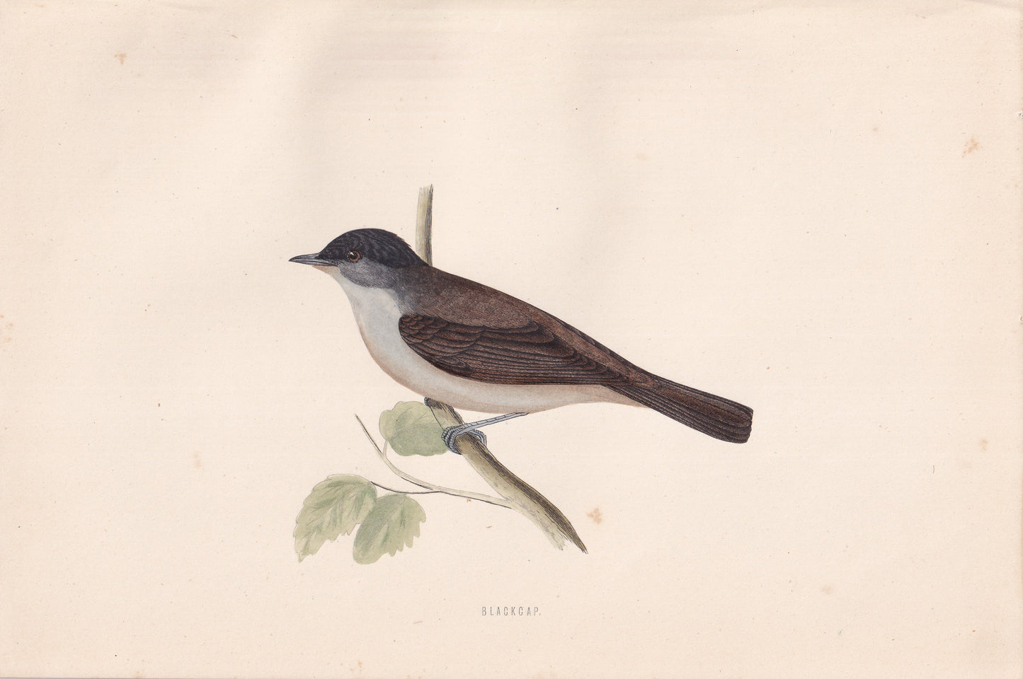 Blackcap - original 1870 hand coloured antique bird print by Alexander Francis Lydon, engraved by Benjamin Fawcett
