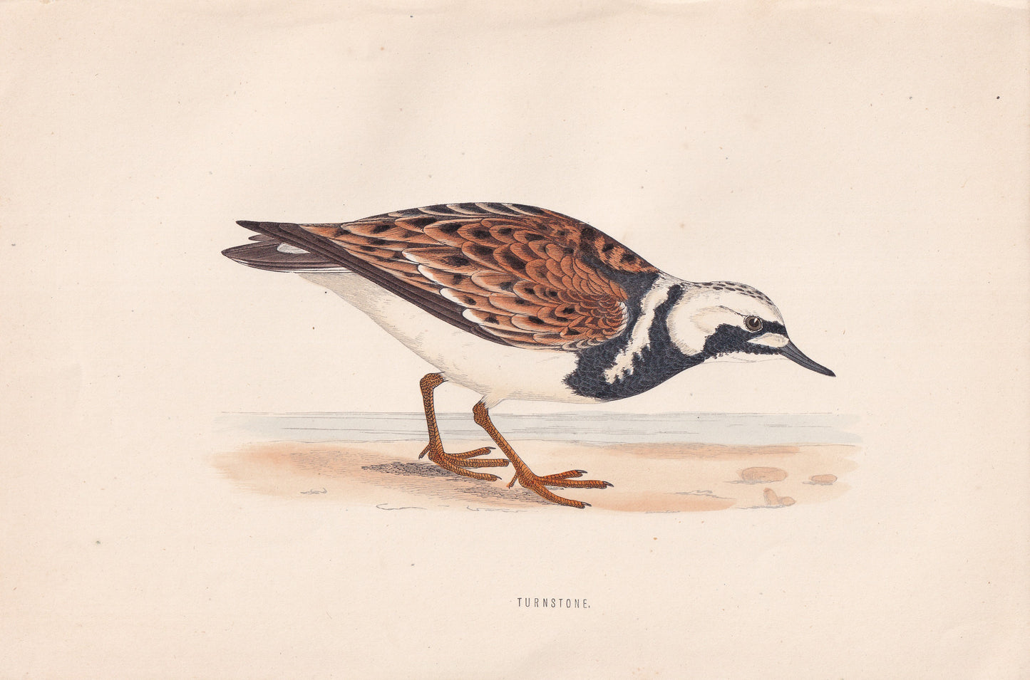 Turnstone - original 1870 hand coloured antique bird print by Alexander Francis Lydon, engraved by Benjamin Fawcett
