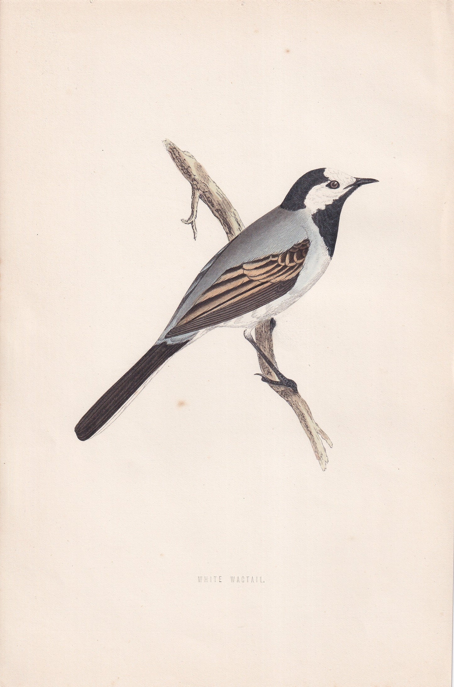 White Wagtail - original 1870 hand coloured antique bird print by Alexander Francis Lydon, engraved by Benjamin Fawcett