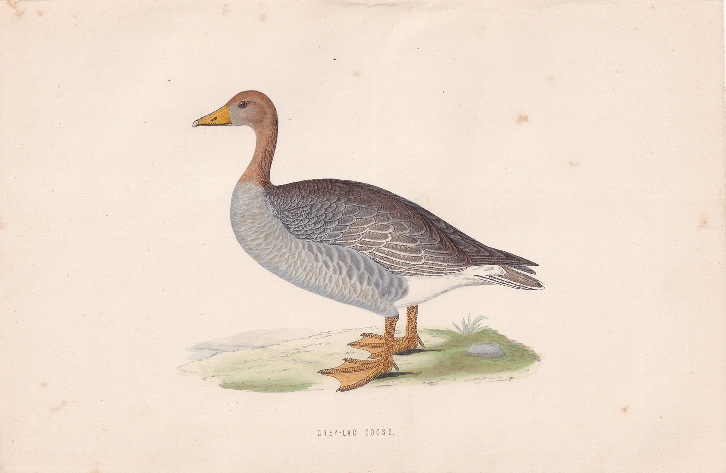 Grey-lag Goose - original 1870 hand coloured antique bird print by Alexander Francis Lydon, engraved by Benjamin Fawcett