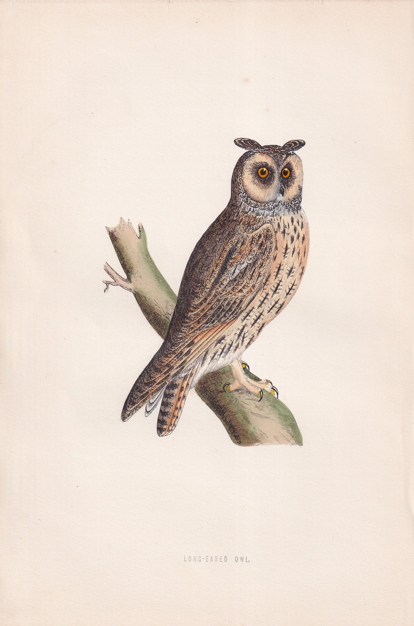 Long-Eared Owl - original 1870 hand coloured antique bird print by Alexander Francis Lydon, engraved by Benjamin Fawcett