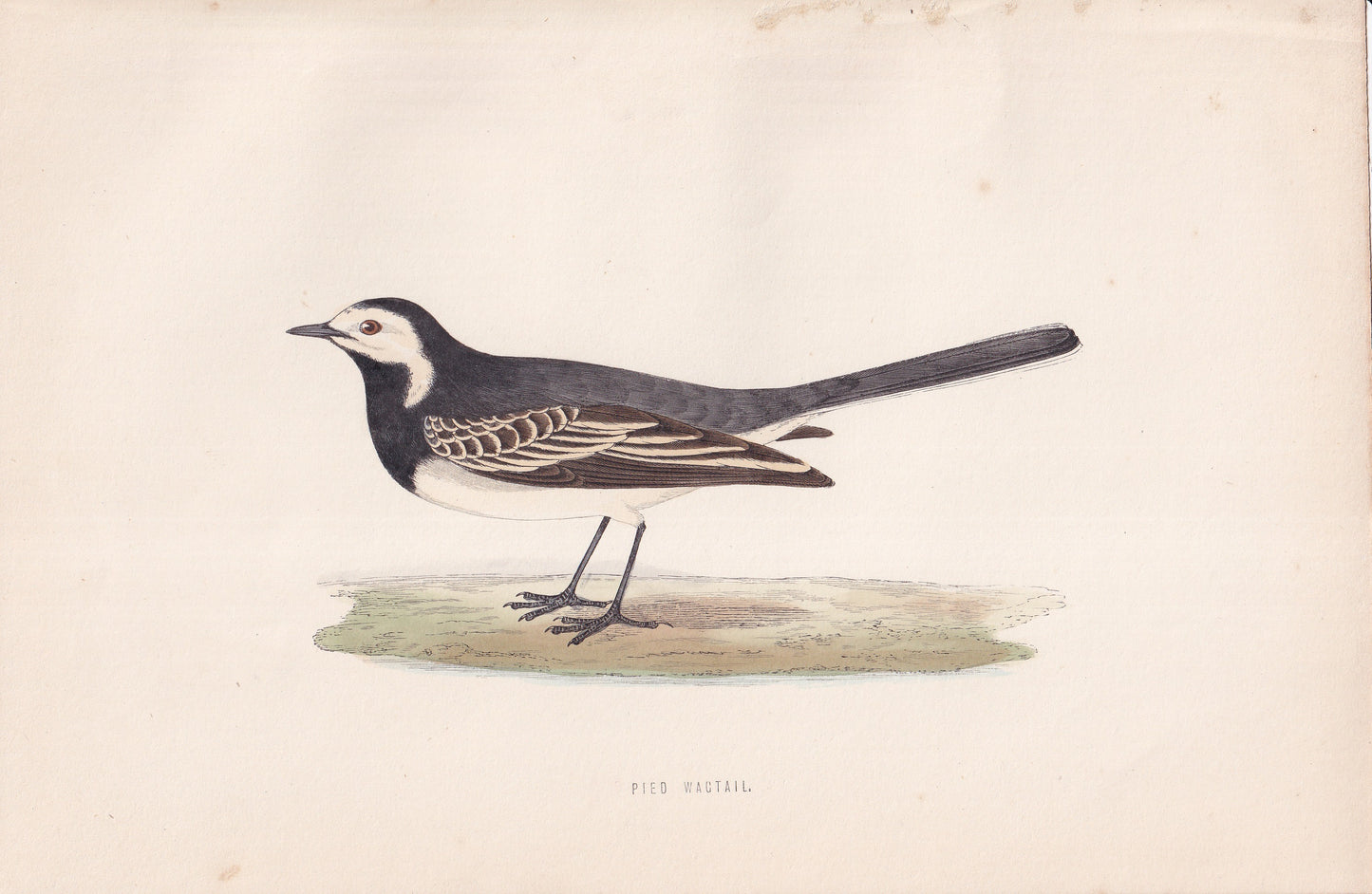 Pied Wagtail - original 1870 hand coloured antique bird print by Alexander Francis Lydon, engraved by Benjamin Fawcett