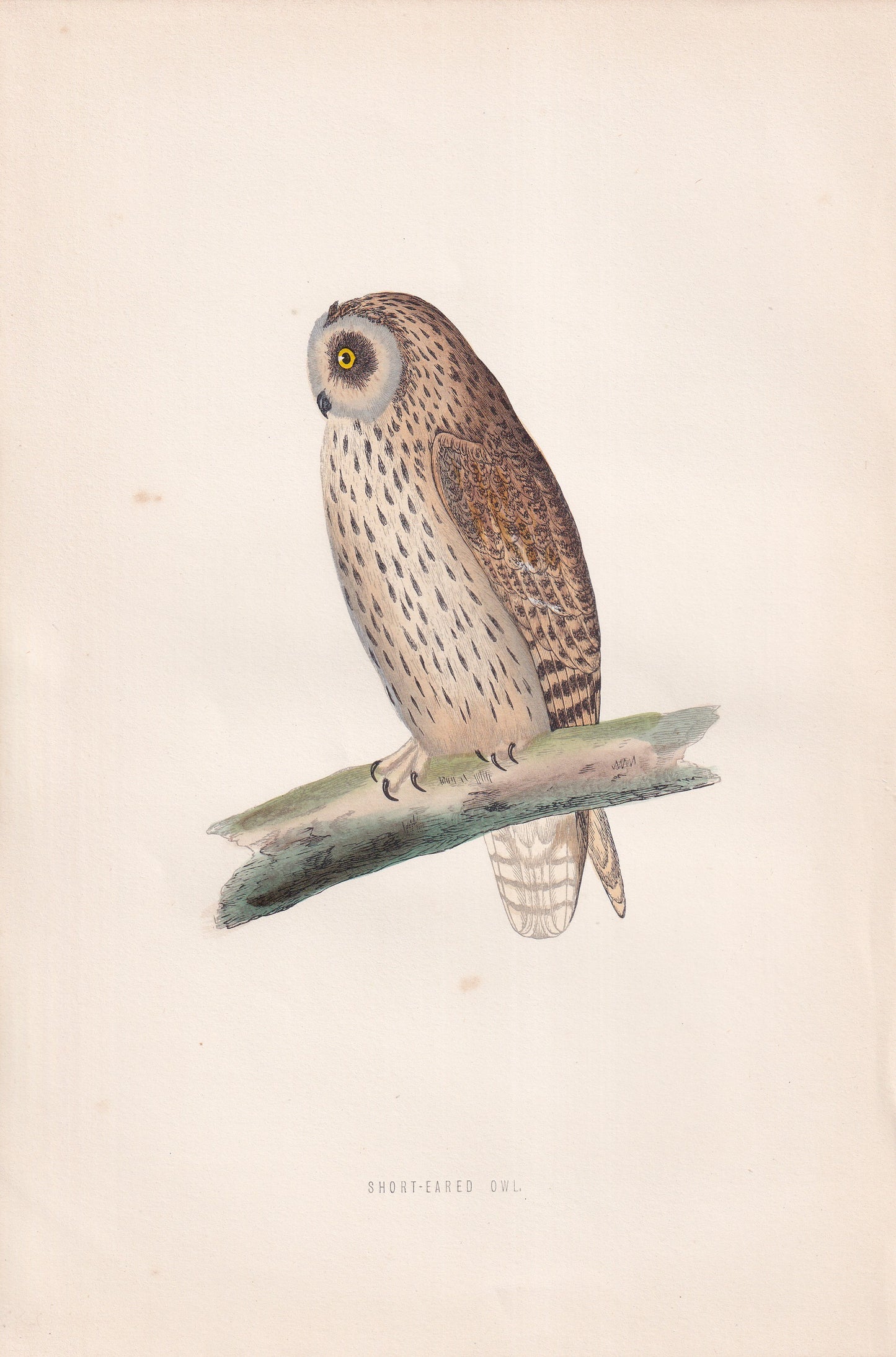 Short-Eared Owl - original 1870 hand coloured antique bird print by Alexander Francis Lydon, engraved by Benjamin Fawcett