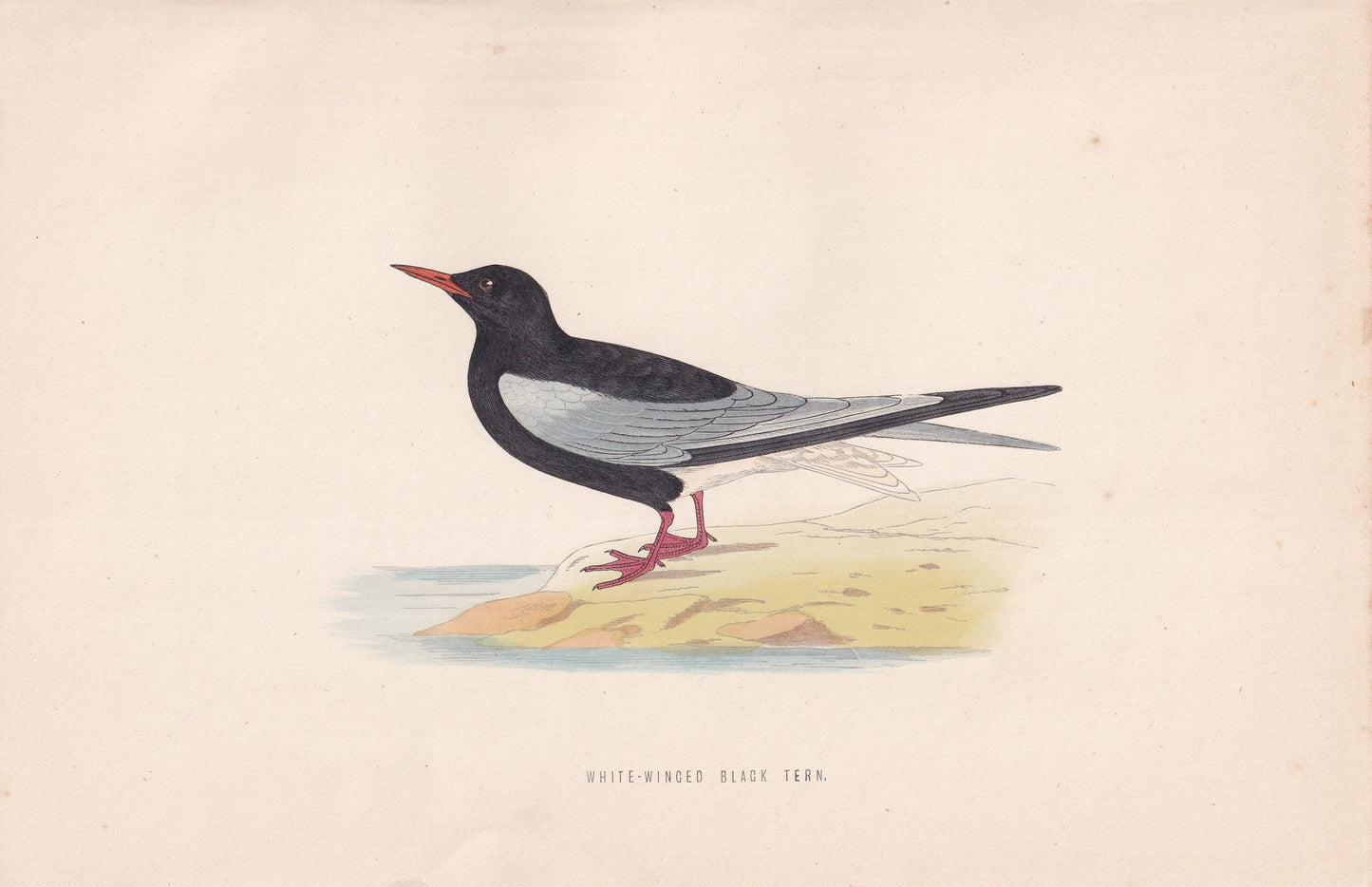White-winged Black Tern - original 1870 hand coloured antique bird print by Alexander Francis Lydon, engraved by Benjamin Fawcett