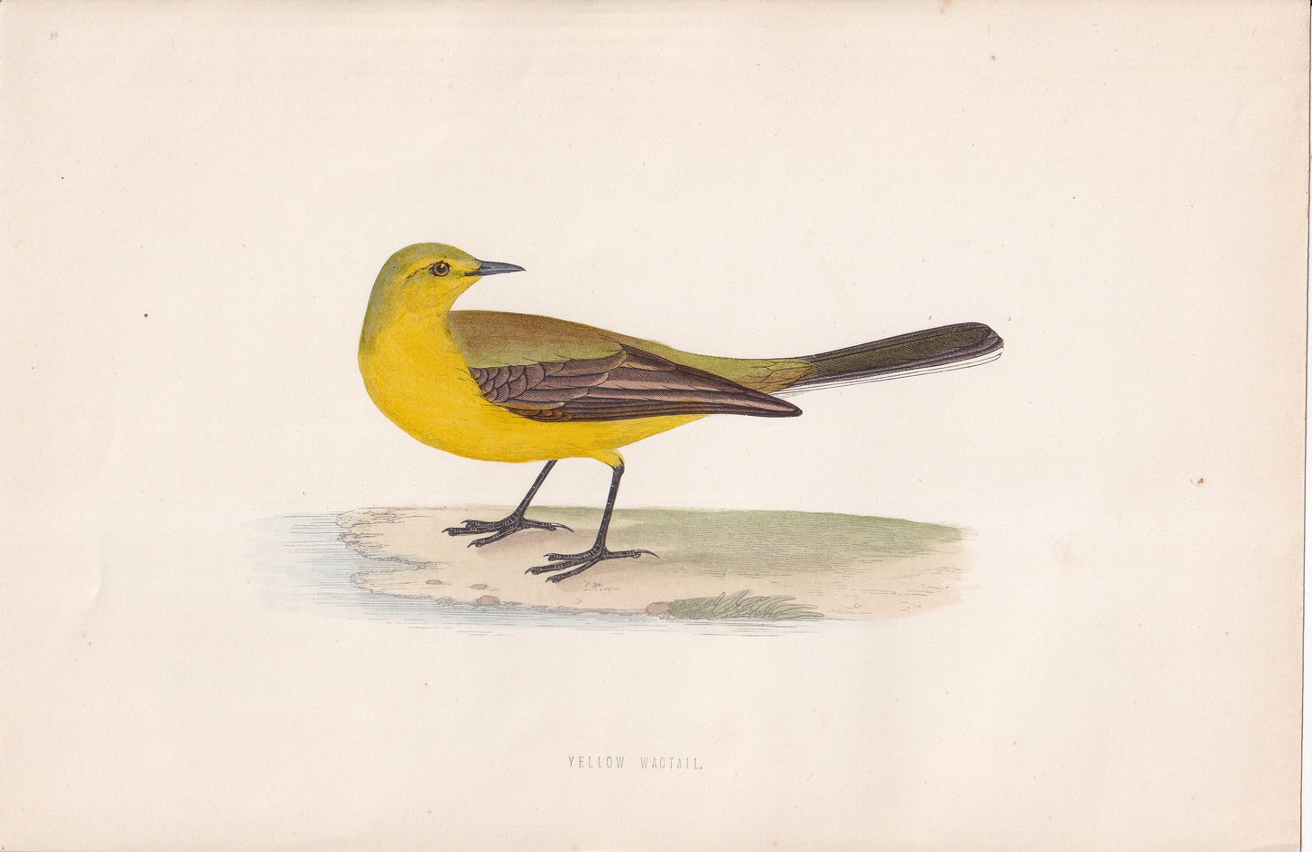Yellow Wagtail - original 1870 hand coloured antique bird print by Alexander Francis Lydon, engraved by Benjamin Fawcett