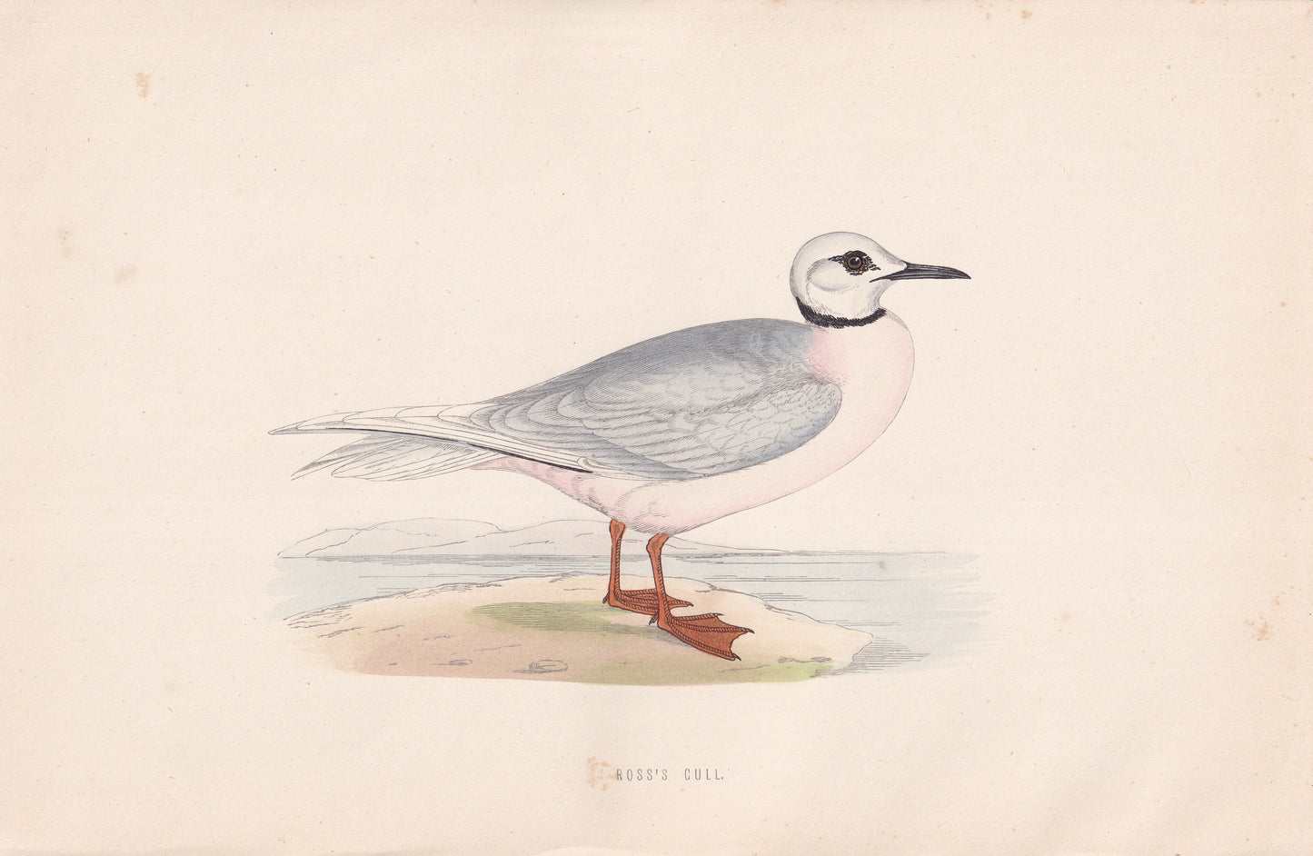 Ross's Gull - original 1870 hand coloured antique bird print by Alexander Francis Lydon, engraved by Benjamin Fawcett