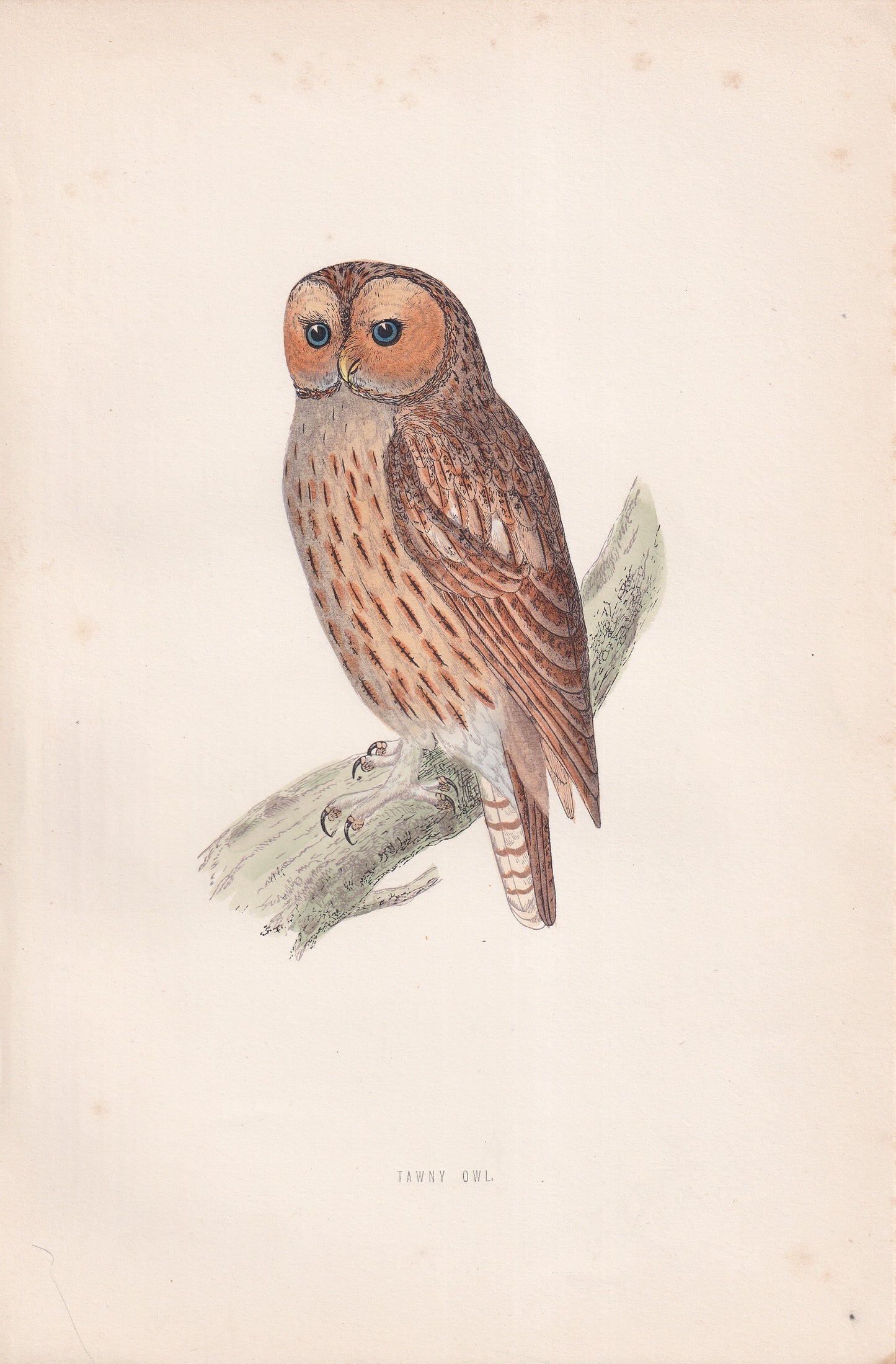 Tawny Owl - original 1870 hand coloured antique bird print by Alexander Francis Lydon, engraved by Benjamin Fawcett
