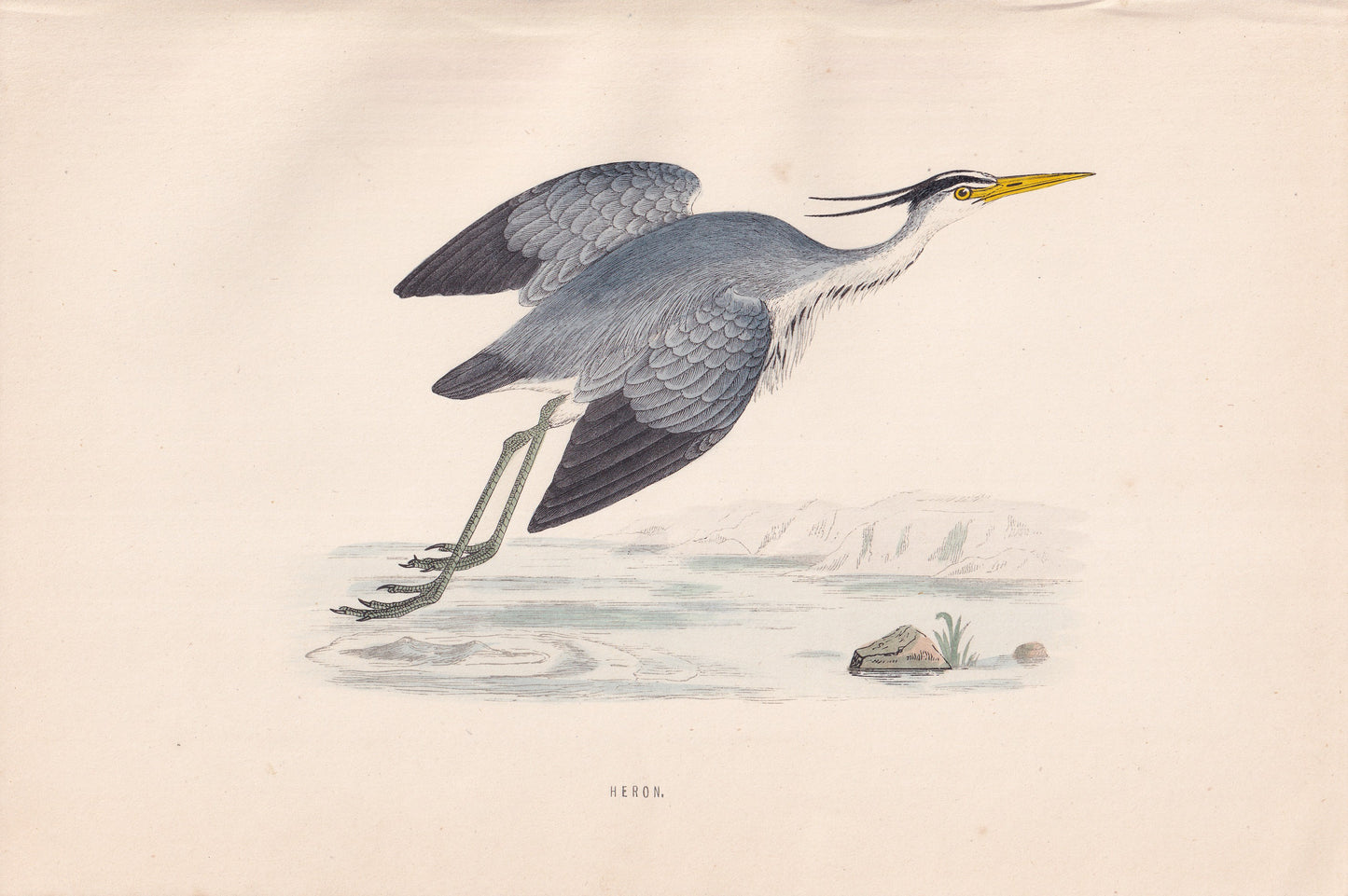 Heron - original 1870 hand coloured antique bird print by Alexander Francis Lydon, engraved by Benjamin Fawcett