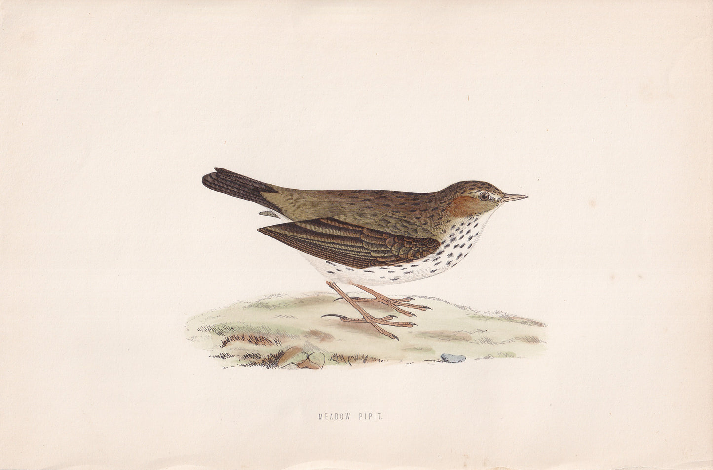 Meadow Pipit - original 1870 hand coloured antique bird print by Alexander Francis Lydon, engraved by Benjamin Fawcett