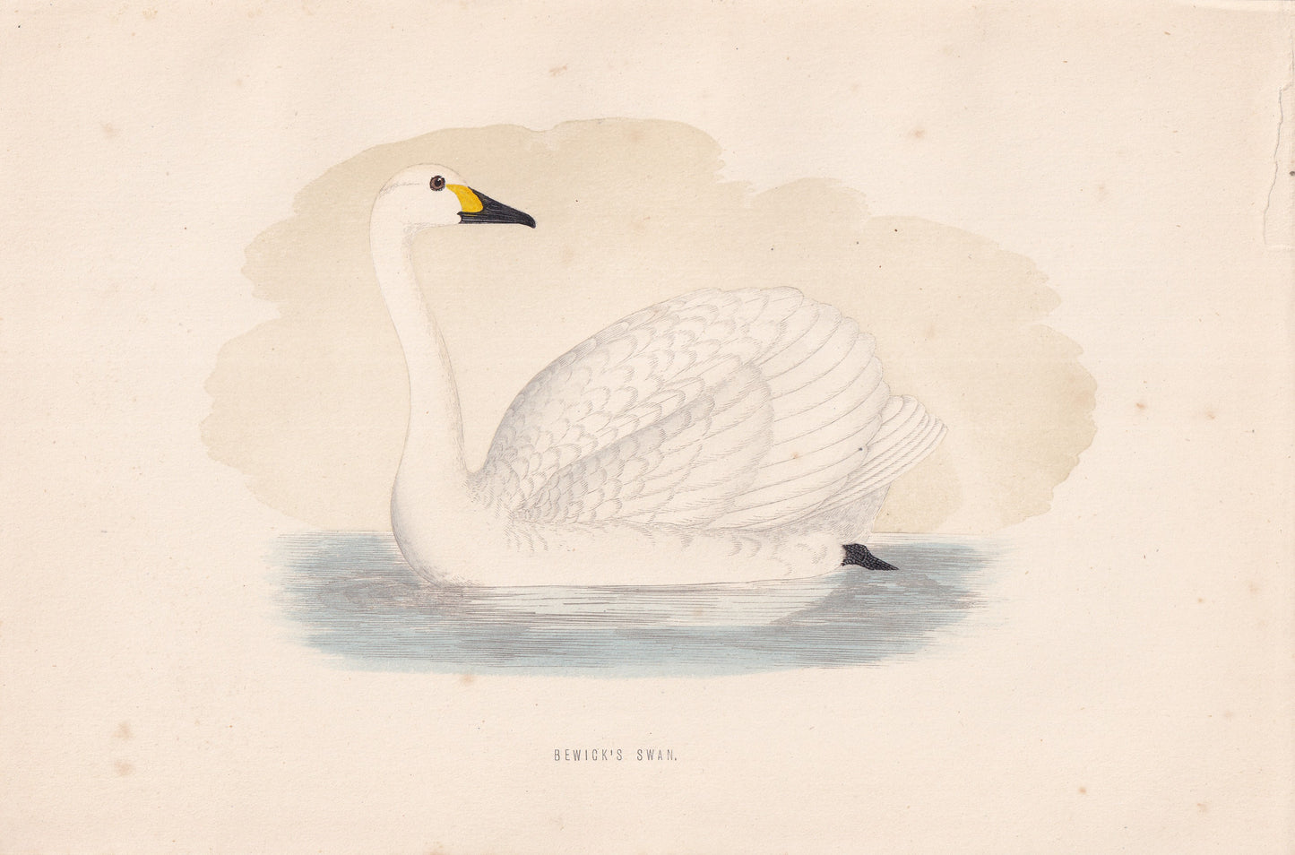 Bewick's Swan - original 1870 hand coloured antique bird print by Alexander Francis Lydon, engraved by Benjamin Fawcett