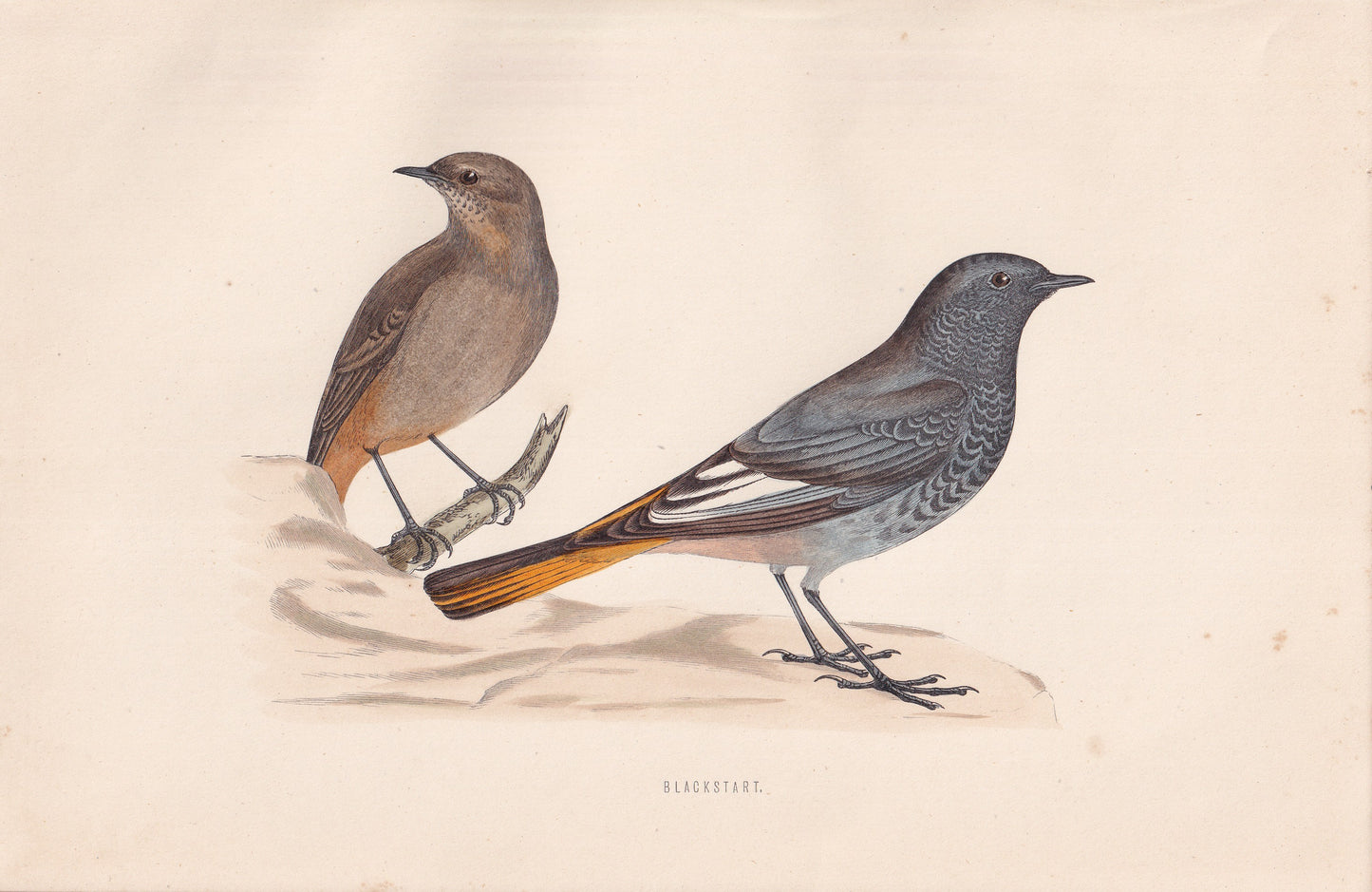 Blackstart - original 1870 hand coloured antique bird print by Alexander Francis Lydon, engraved by Benjamin Fawcett