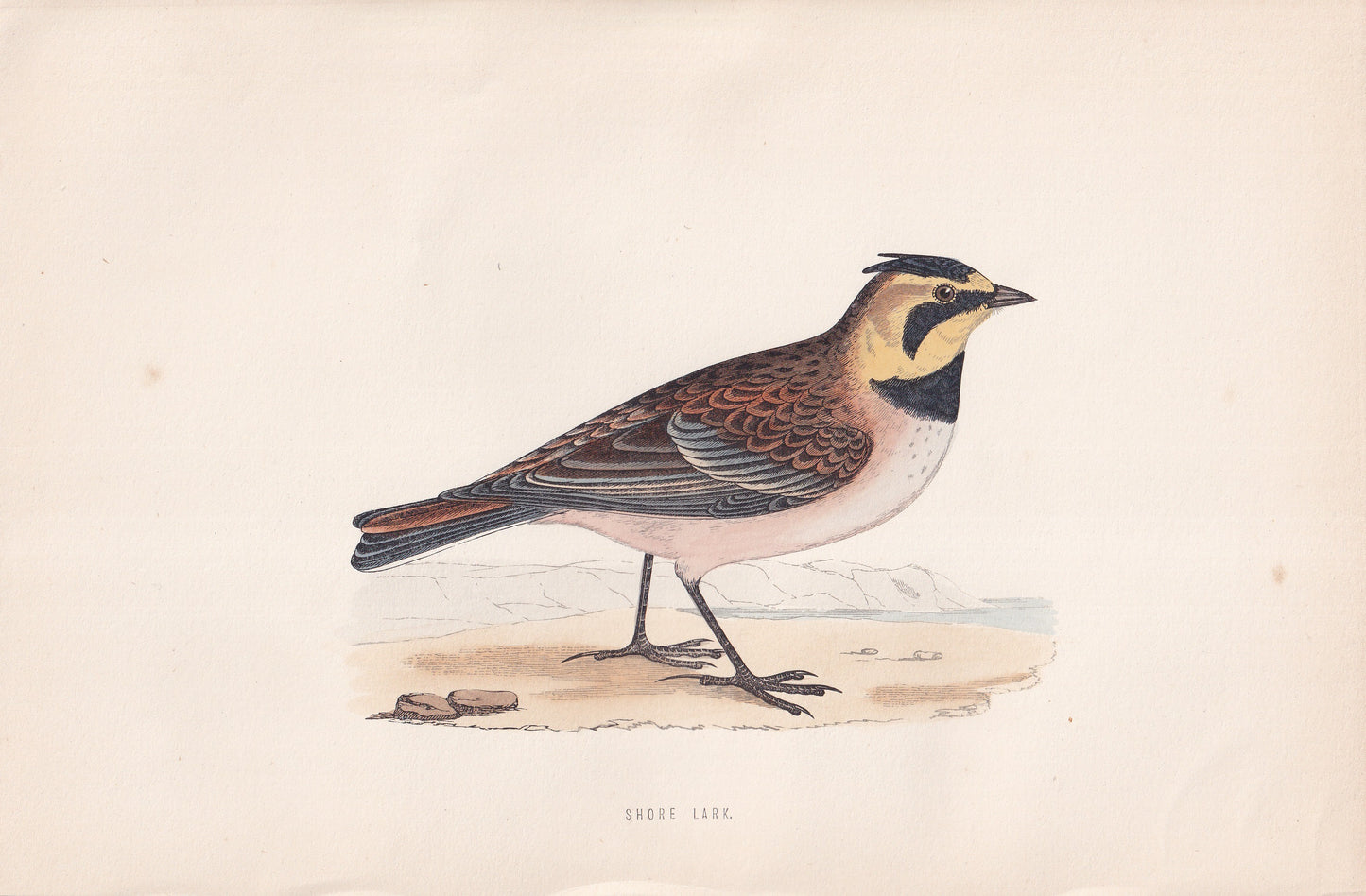 Shore Lark - original 1870 hand coloured antique bird print by Alexander Francis Lydon, engraved by Benjamin Fawcett