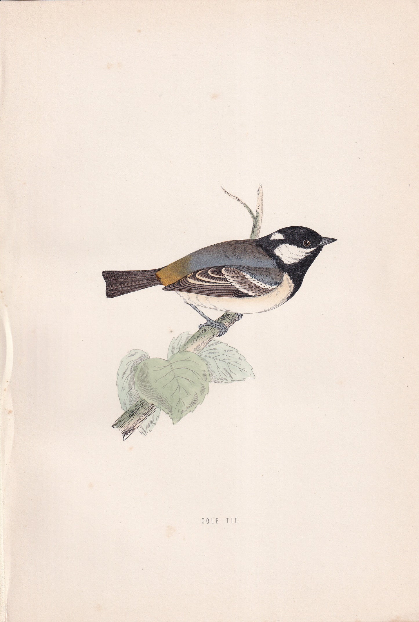 Cole Tit - original 1870 hand coloured antique bird print by Alexander Francis Lydon, engraved by Benjamin Fawcett