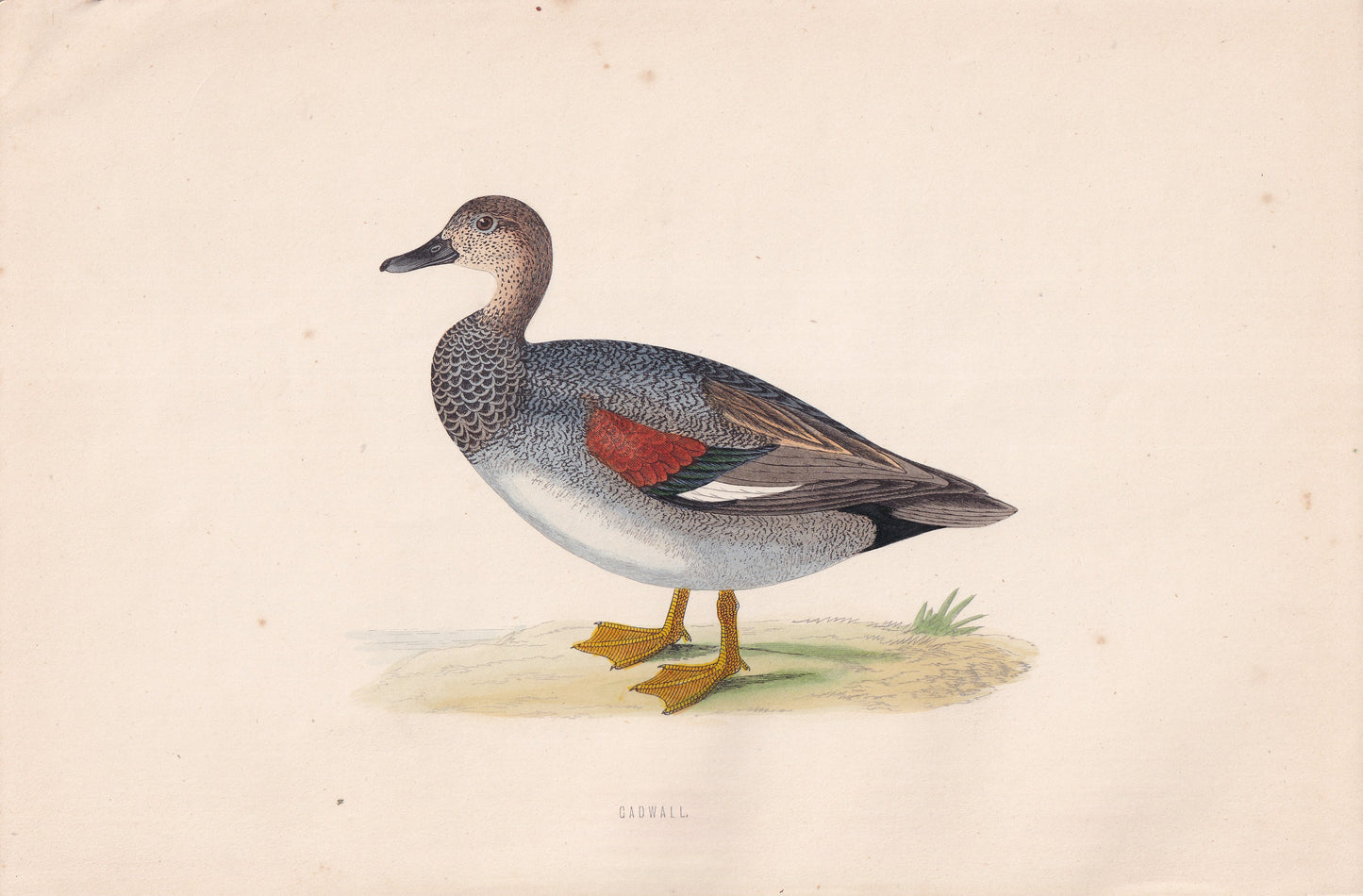 Gadwall - original 1870 hand coloured antique bird print by Alexander Francis Lydon, engraved by Benjamin Fawcett