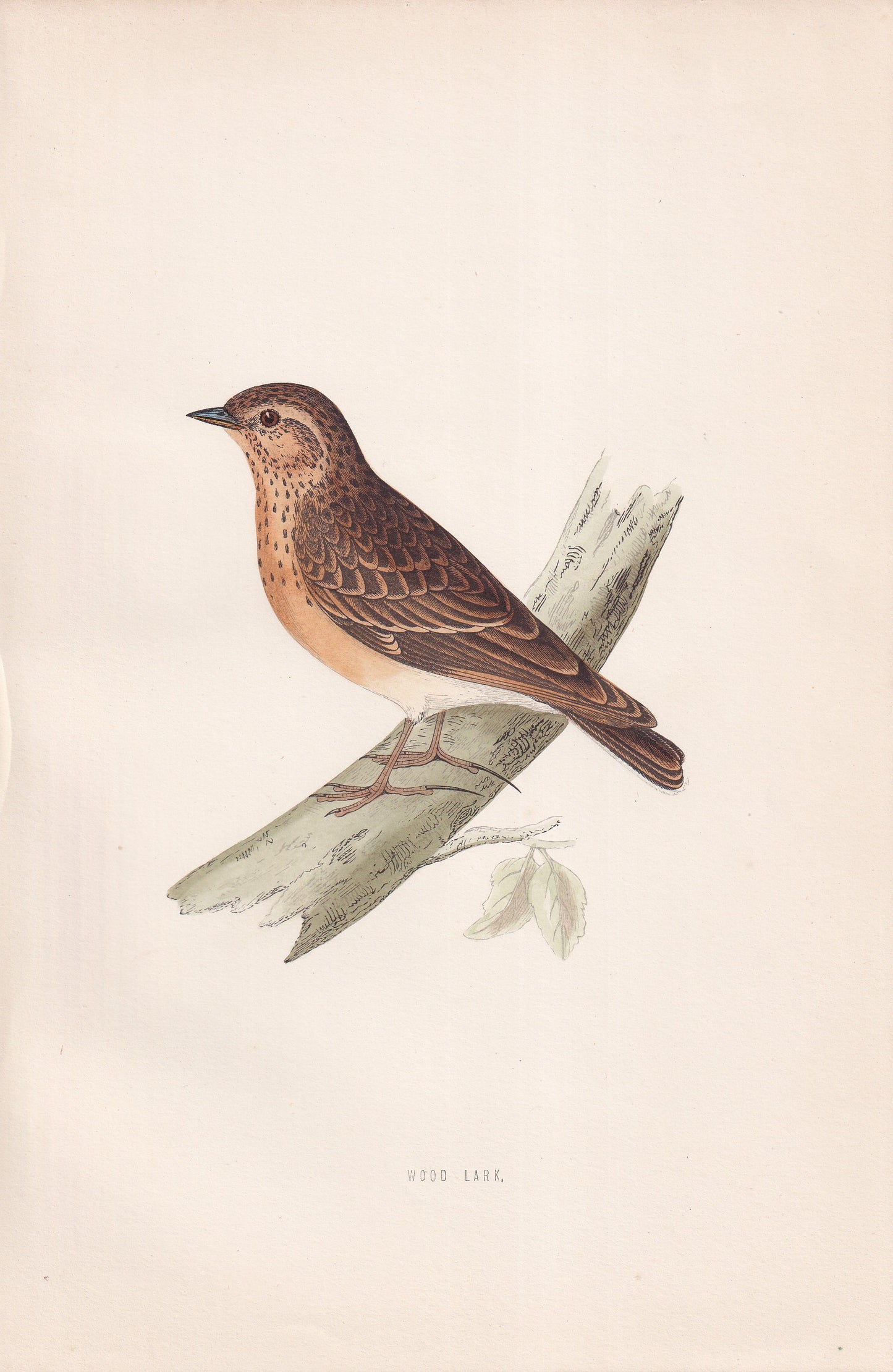 Wood Lark - original 1870 hand coloured antique bird print by Alexander Francis Lydon, engraved by Benjamin Fawcett