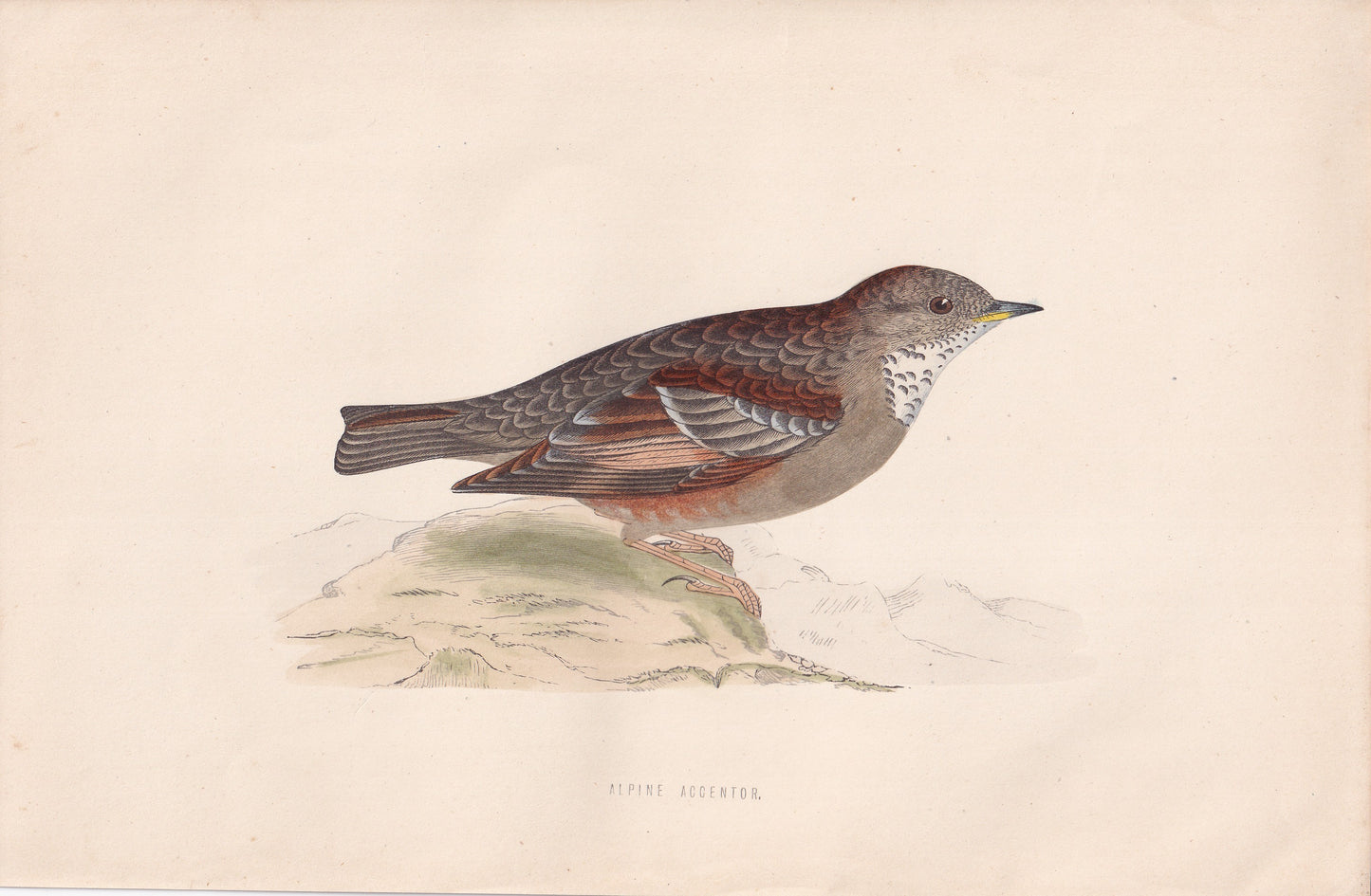 Alpine Accentor - original 1870 hand coloured antique bird print by Alexander Francis Lydon, engraved by Benjamin Fawcett