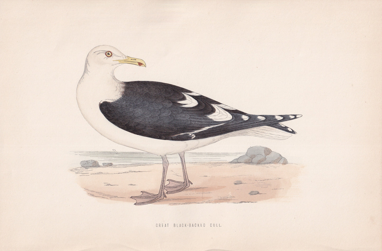 Great Black-backed Gull - original 1870 hand coloured antique bird print by Alexander Francis Lydon, engraved by Benjamin Fawcett