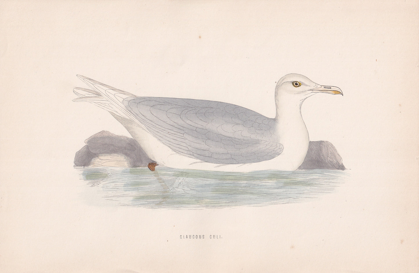 Glaucous Gull - original 1870 hand coloured antique bird print by Alexander Francis Lydon, engraved by Benjamin Fawcett