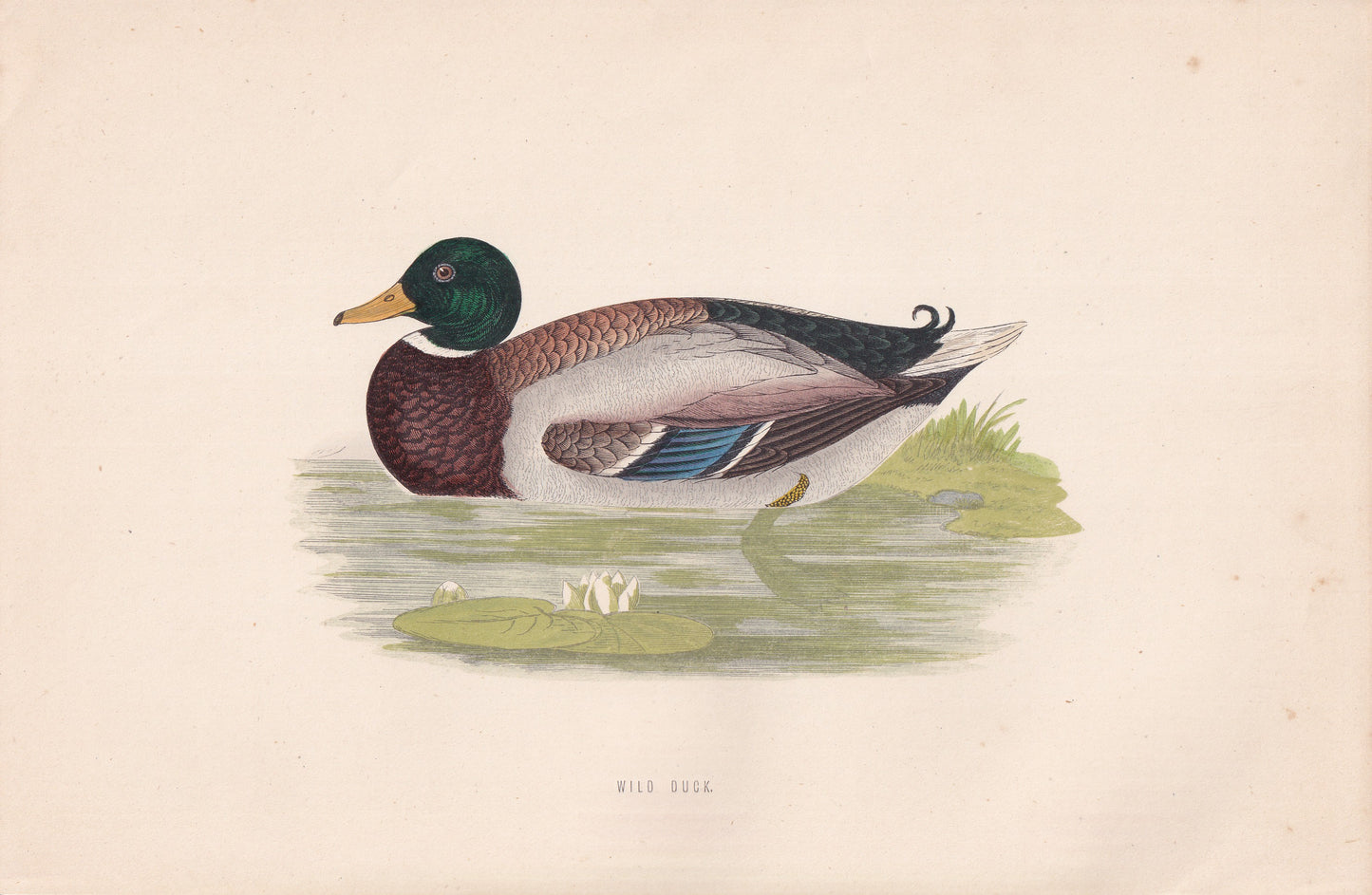 Wild Duck - original 1870 hand coloured antique bird print by Alexander Francis Lydon, engraved by Benjamin Fawcett