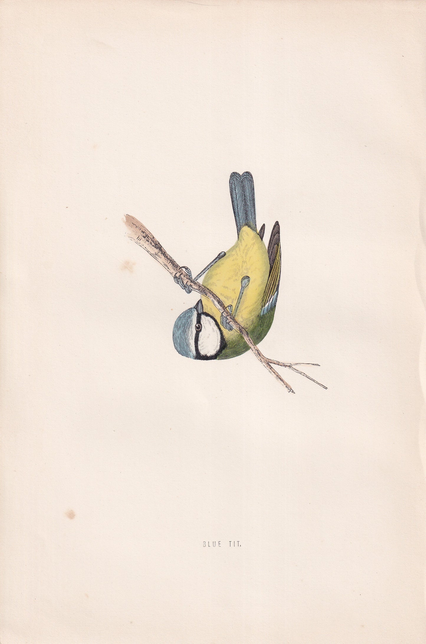 Blue Tit - original 1870 hand coloured antique bird print by Alexander Francis Lydon, engraved by Benjamin Fawcett