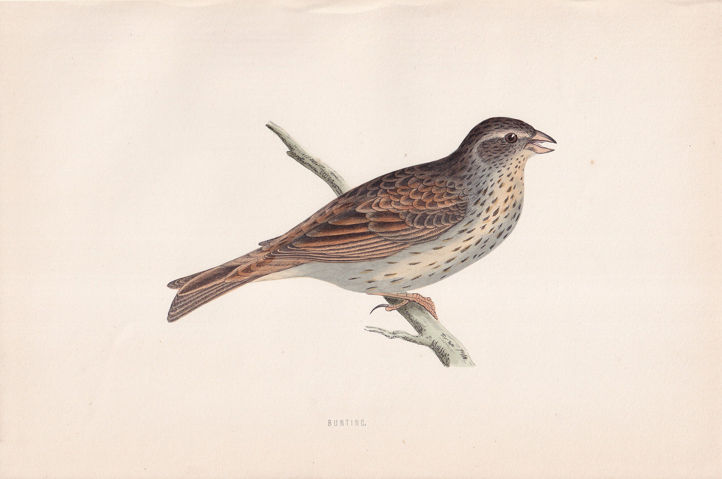 Bunting - original 1870 hand coloured antique bird print by Alexander Francis Lydon, engraved by Benjamin Fawcett