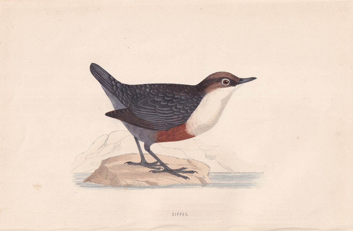 Dipper - original 1870 hand coloured antique bird print by Alexander Francis Lydon, engraved by Benjamin Fawcett