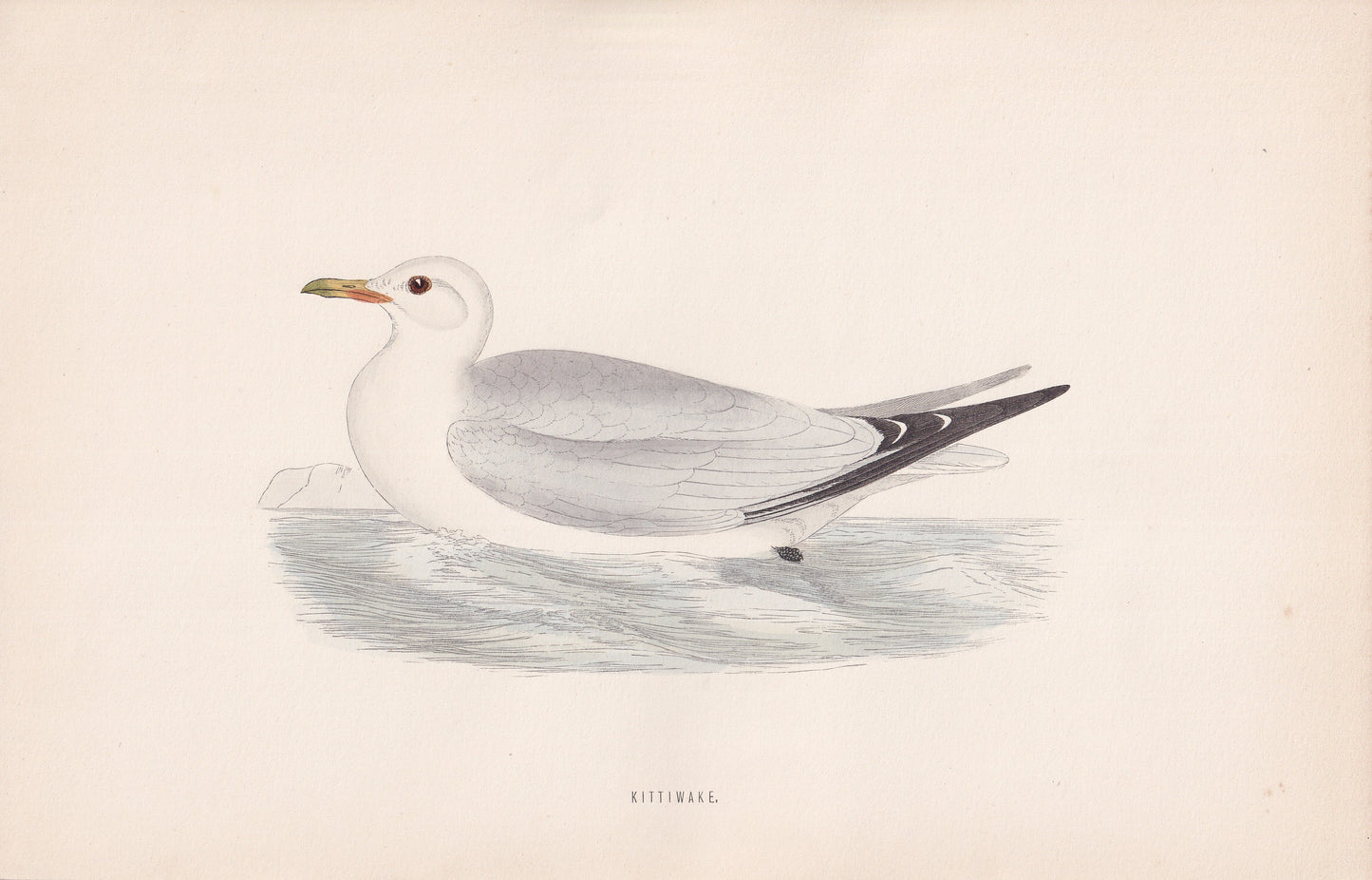 Kittiwake - original 1870 hand coloured antique bird print by Alexander Francis Lydon, engraved by Benjamin Fawcett