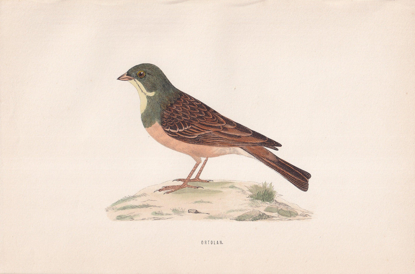 Ortolan - original 1870 hand coloured antique bird print by Alexander Francis Lydon, engraved by Benjamin Fawcett