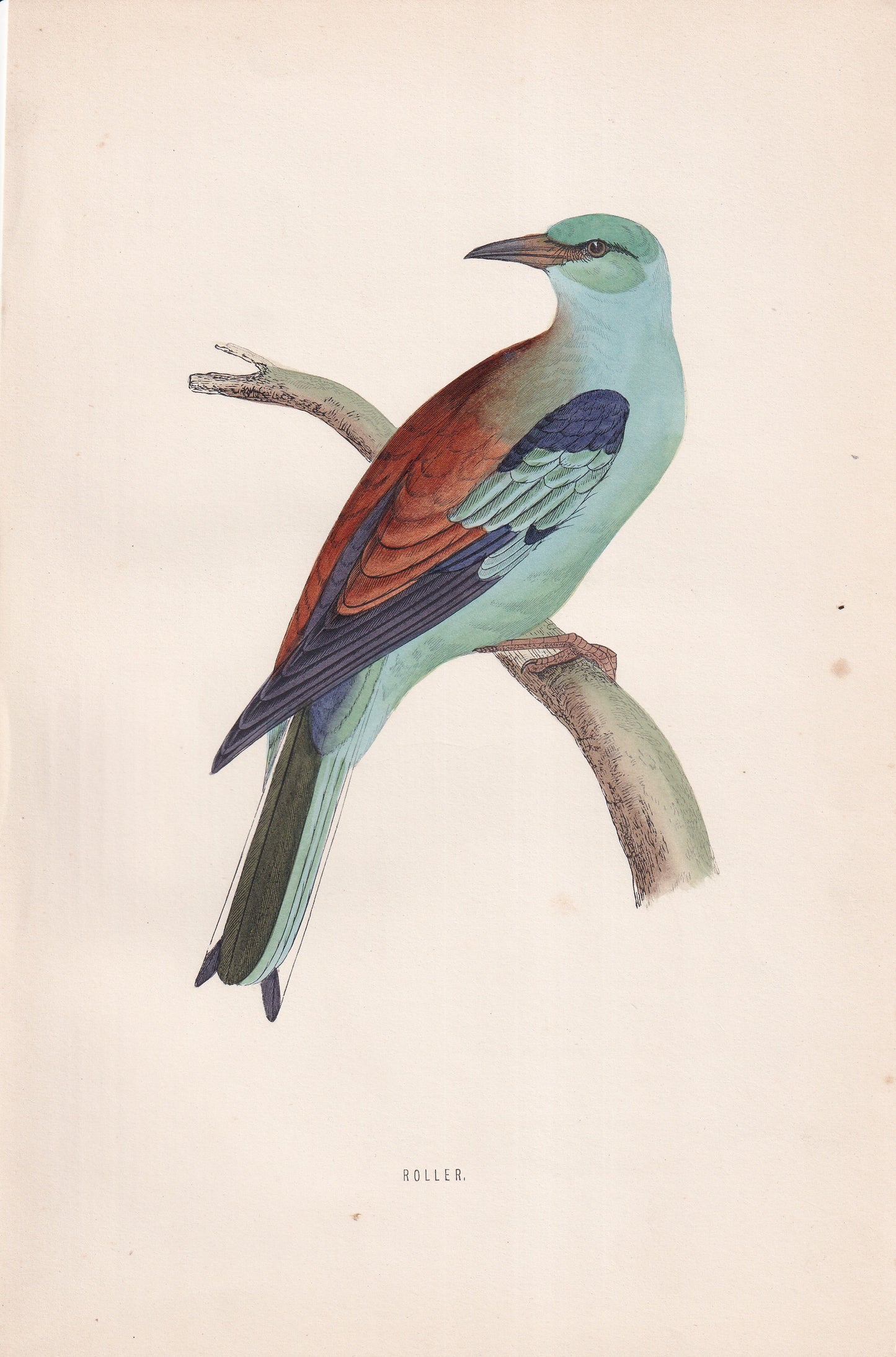 Roller - original 1870 hand coloured antique bird print by Alexander Francis Lydon, engraved by Benjamin Fawcett