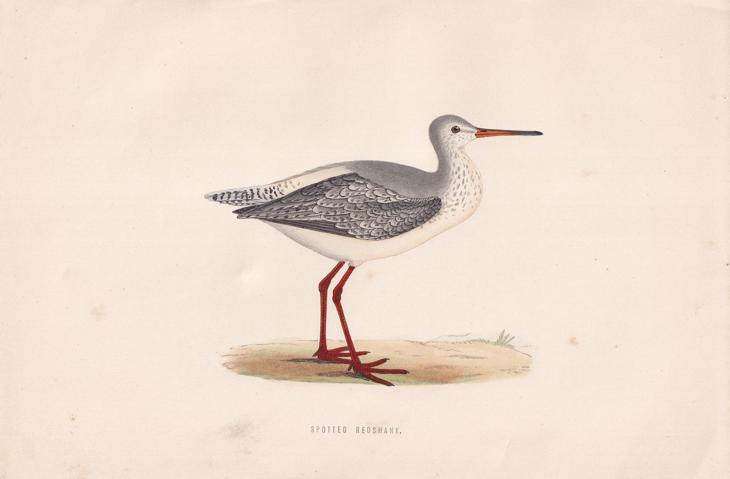 Spotted Redshank - original 1870 hand coloured antique bird print by Alexander Francis Lydon, engraved by Benjamin Fawcett