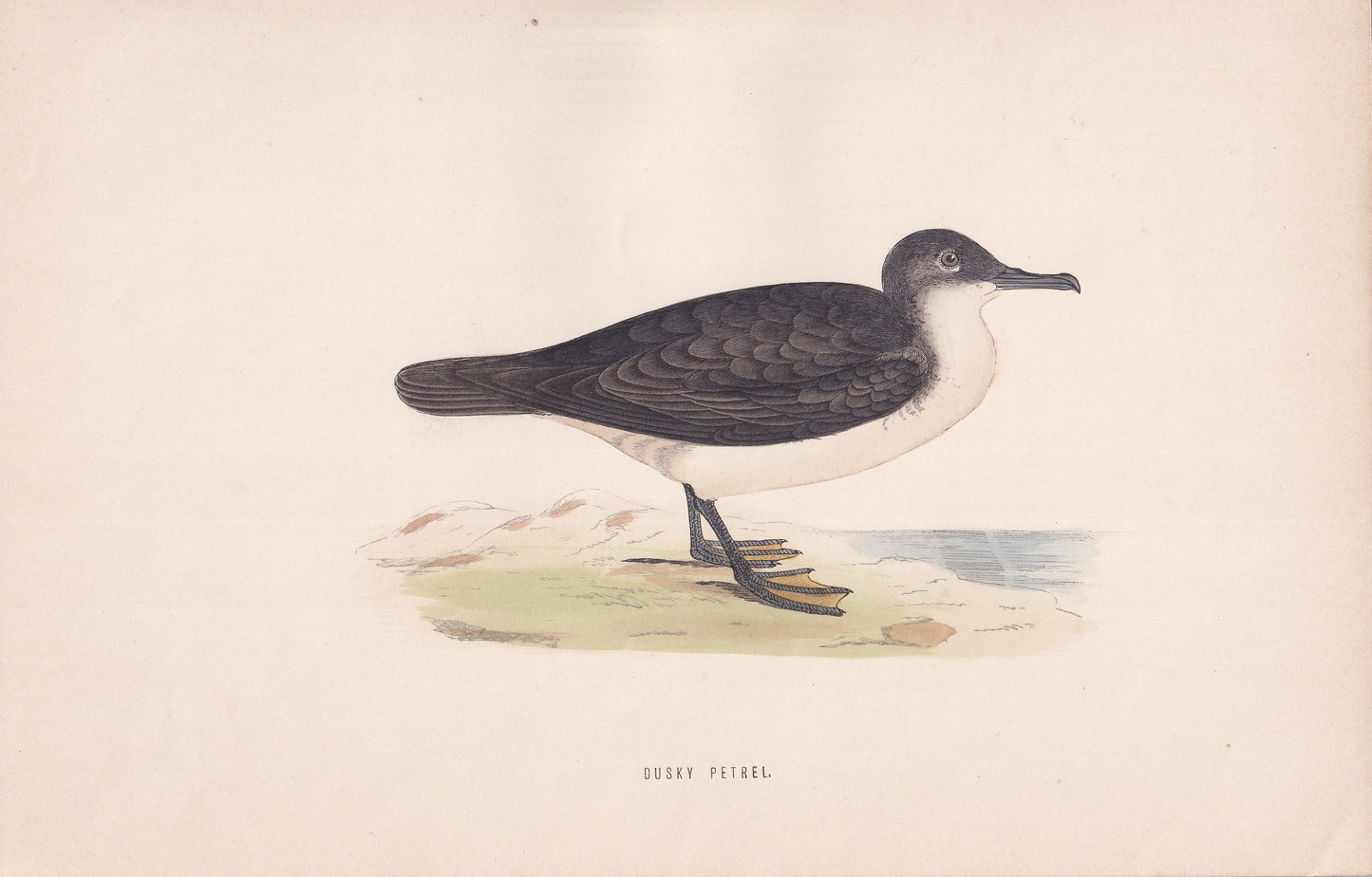 Dusky Petrel - original 1870 hand coloured antique bird print by Alexander Francis Lydon, engraved by Benjamin Fawcett