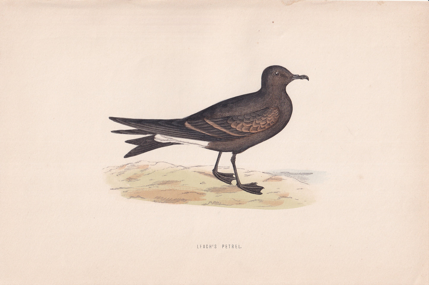 Leach's Petrel - original 1870 hand coloured antique bird print by Alexander Francis Lydon, engraved by Benjamin Fawcett