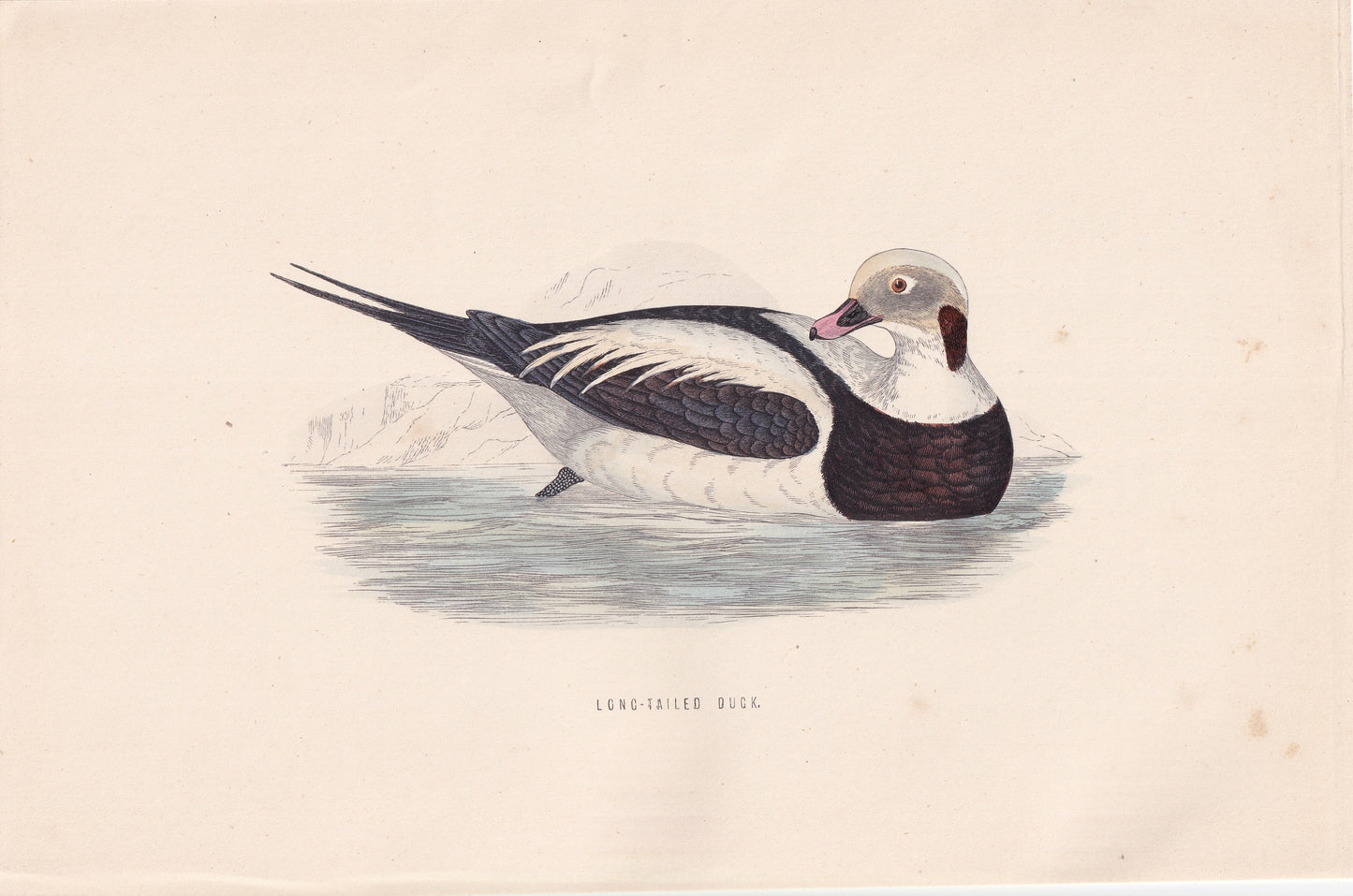 Long-tailed Duck - original 1870 hand coloured antique bird print by Alexander Francis Lydon, engraved by Benjamin Fawcett