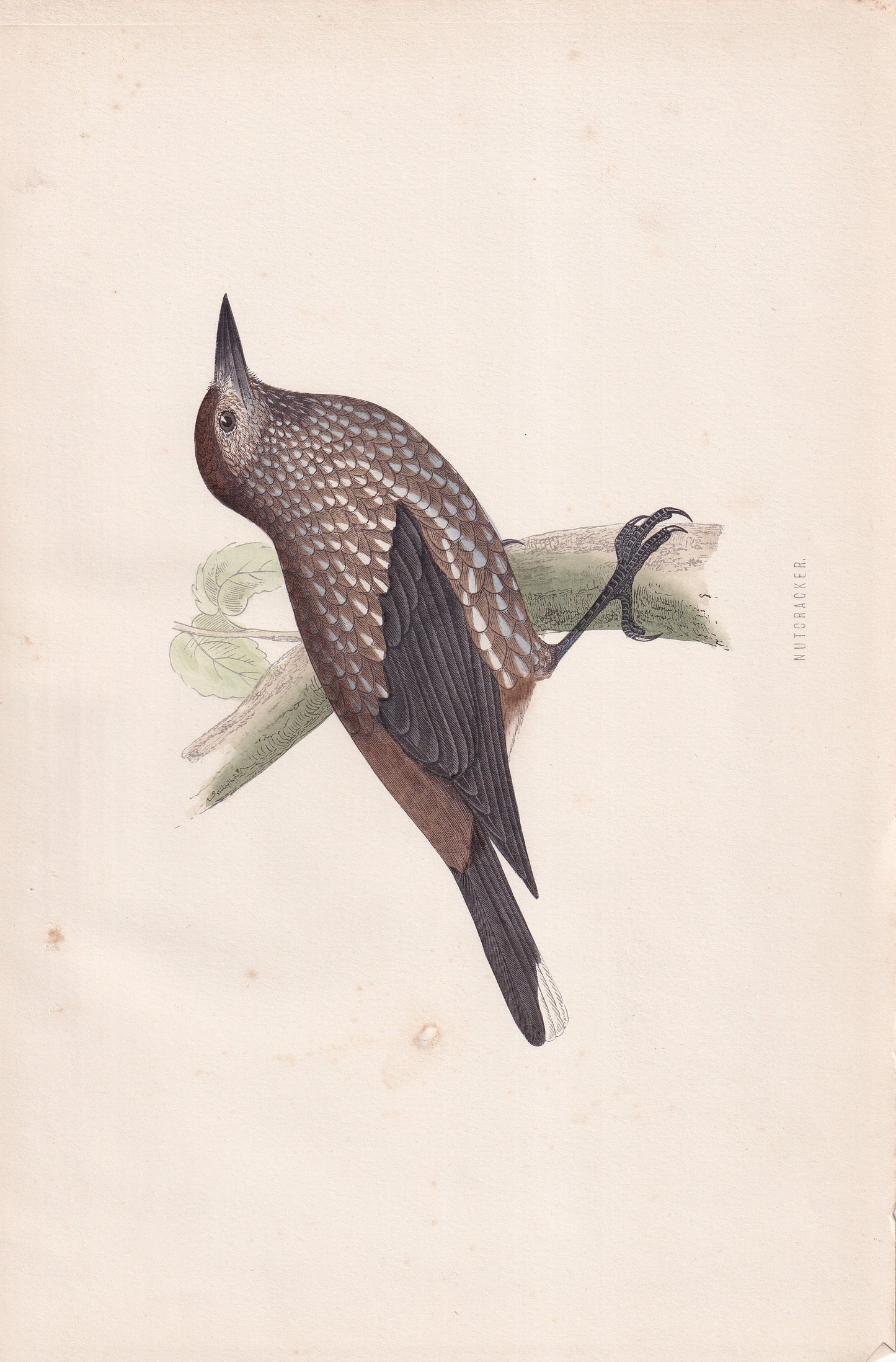 Nutcracker - original 1870 hand coloured antique bird print by Alexander Francis Lydon, engraved by Benjamin Fawcett
