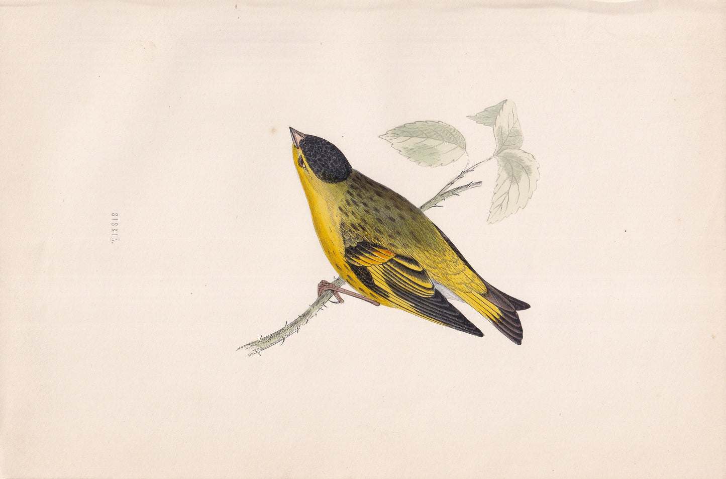 Siskin - original 1870 hand coloured antique bird print by Alexander Francis Lydon, engraved by Benjamin Fawcett