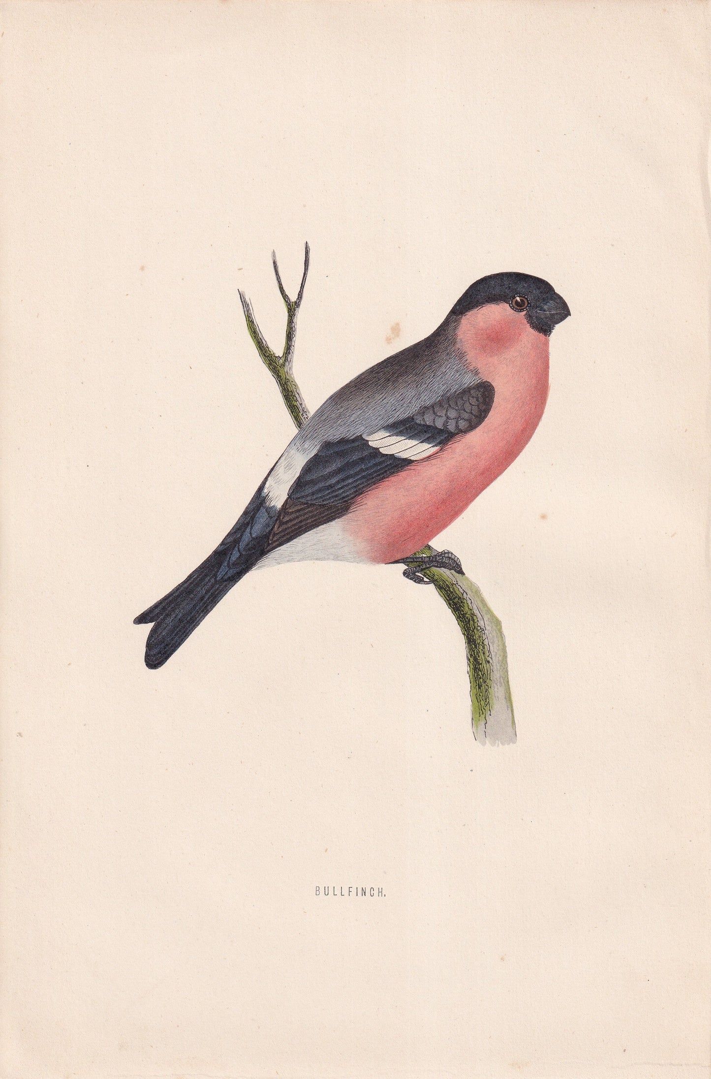 Bullfinch - original 1870 hand coloured antique bird print by Alexander Francis Lydon, engraved by Benjamin Fawcett